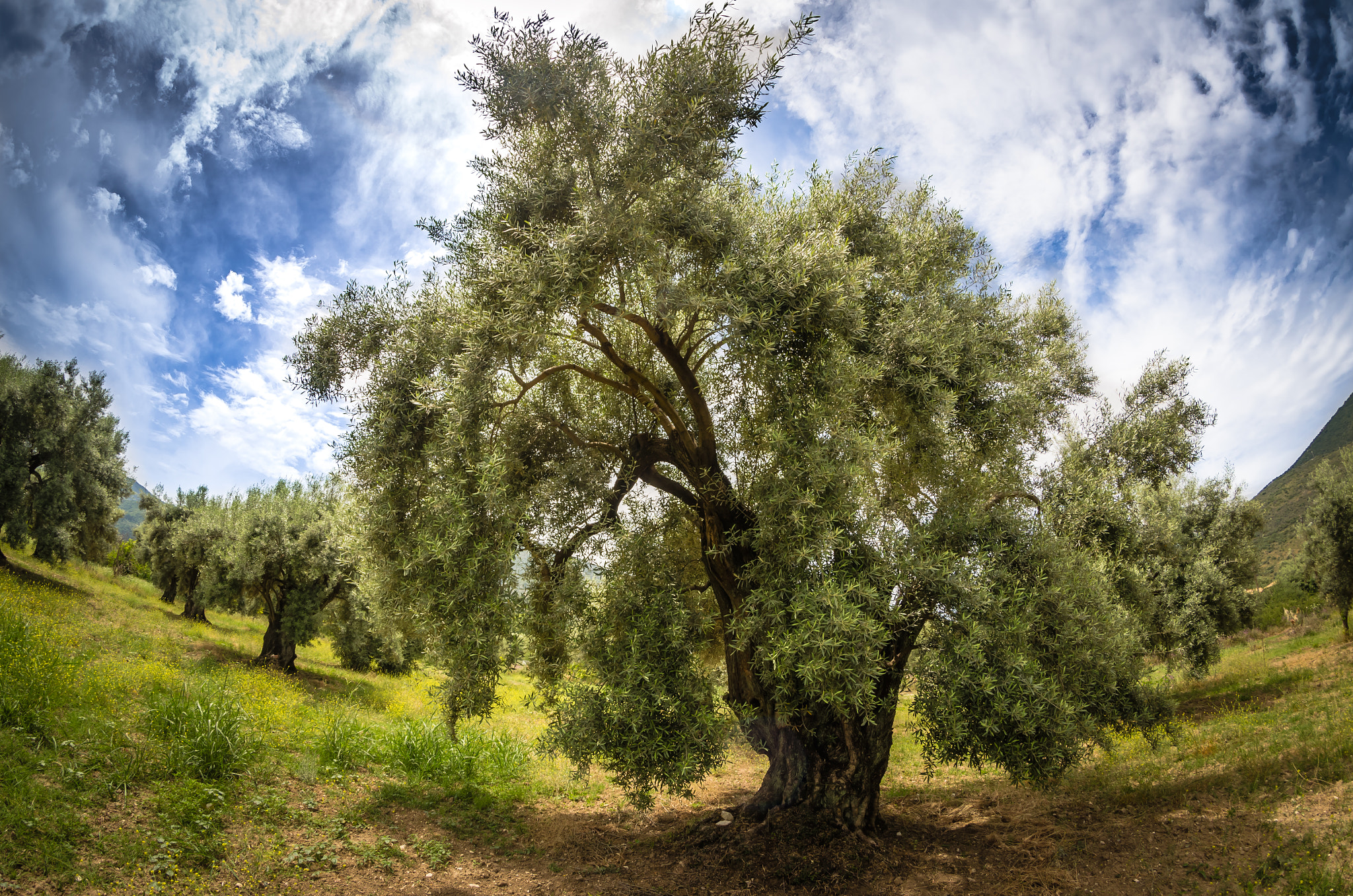 Nikon D7000 + Samyang 8mm F3.5 Aspherical IF MC Fisheye sample photo. Tree of life photography