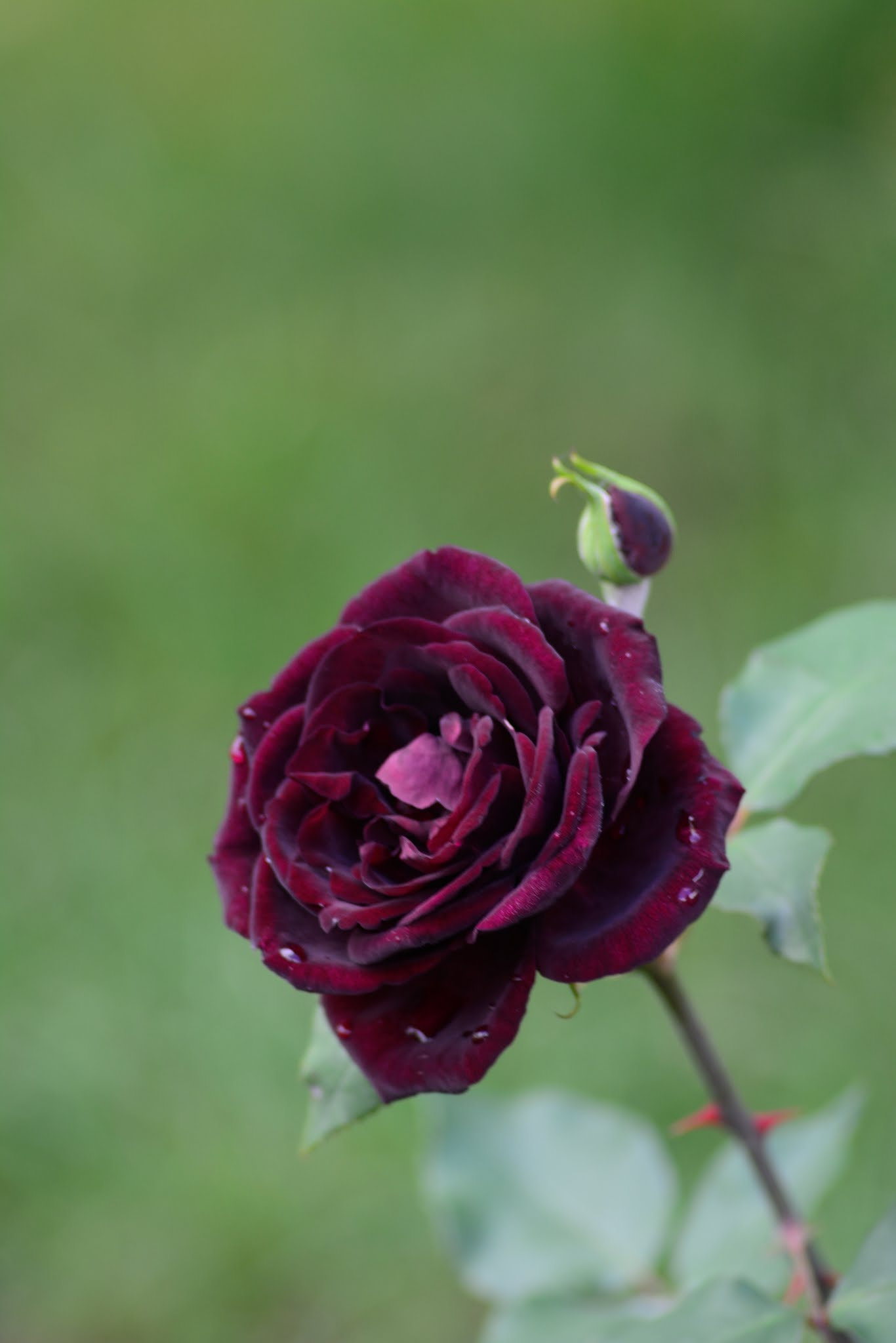 Nikon AF Nikkor 70-300mm F4-5.6G sample photo. Black rose photography