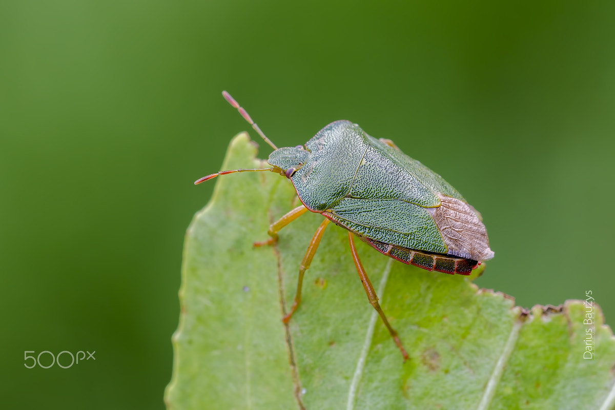 Sigma 150mm F2.8 EX DG OS Macro HSM sample photo. Green on green with green background :) photography