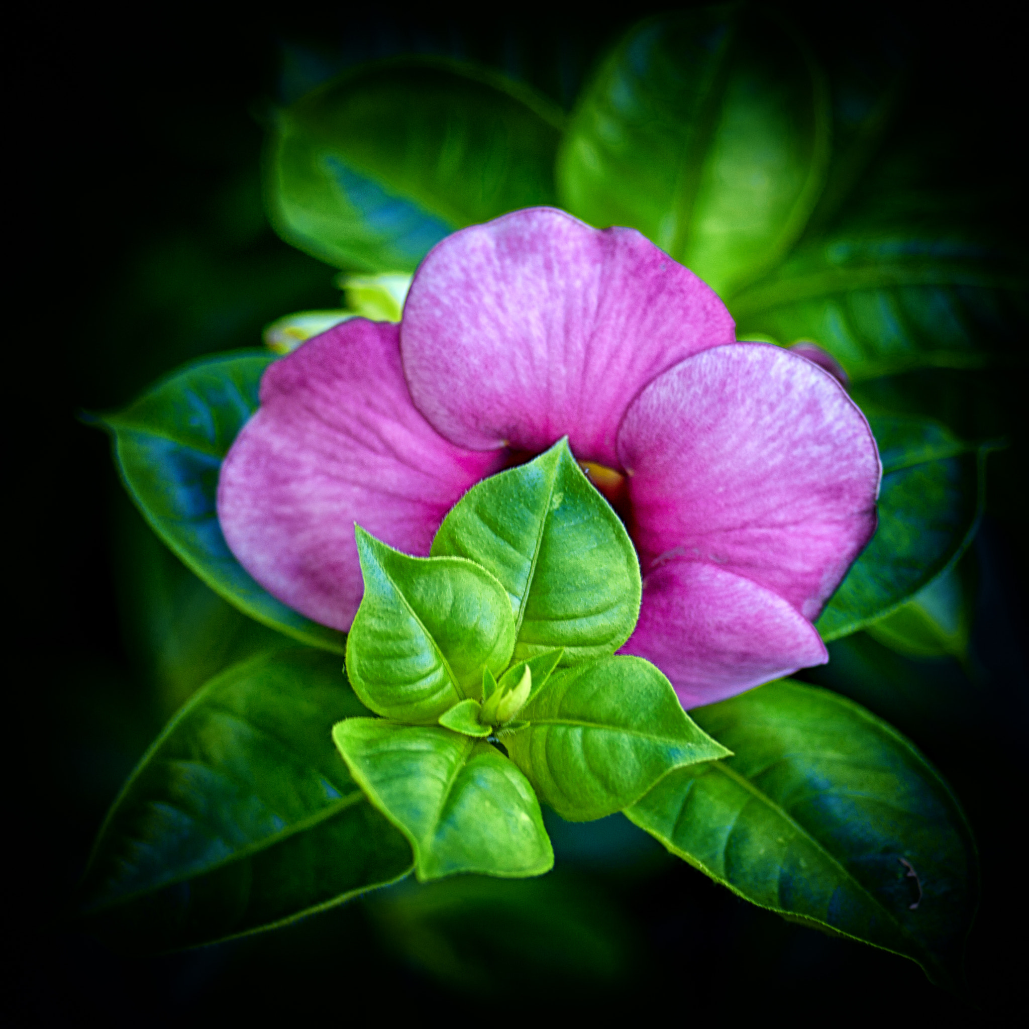 Pentax K-7 + Pentax smc D-FA 100mm F2.8 macro sample photo. Unidentified flower photography