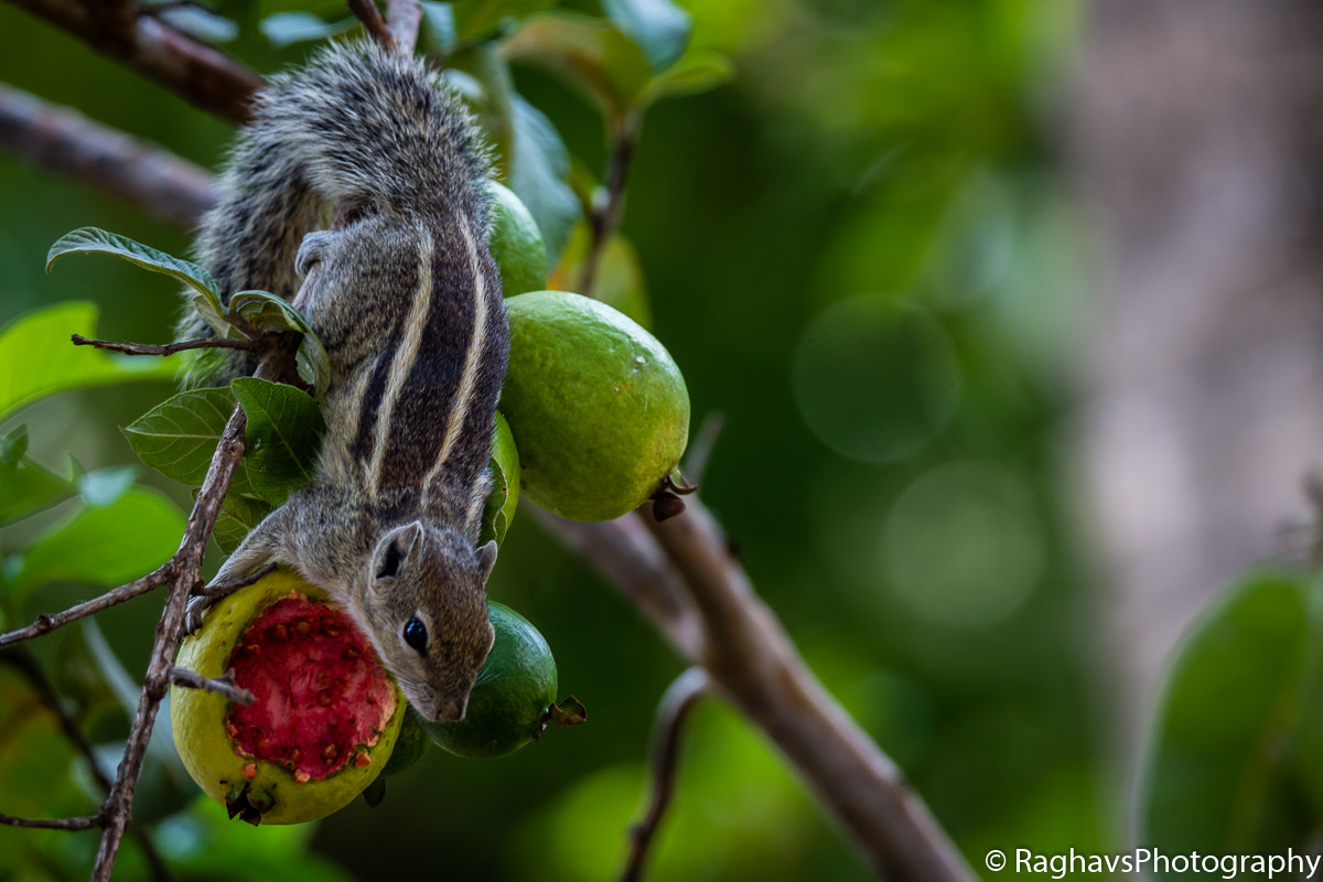 Tamron SP 150-600mm F5-6.3 Di VC USD sample photo. Hungry photography
