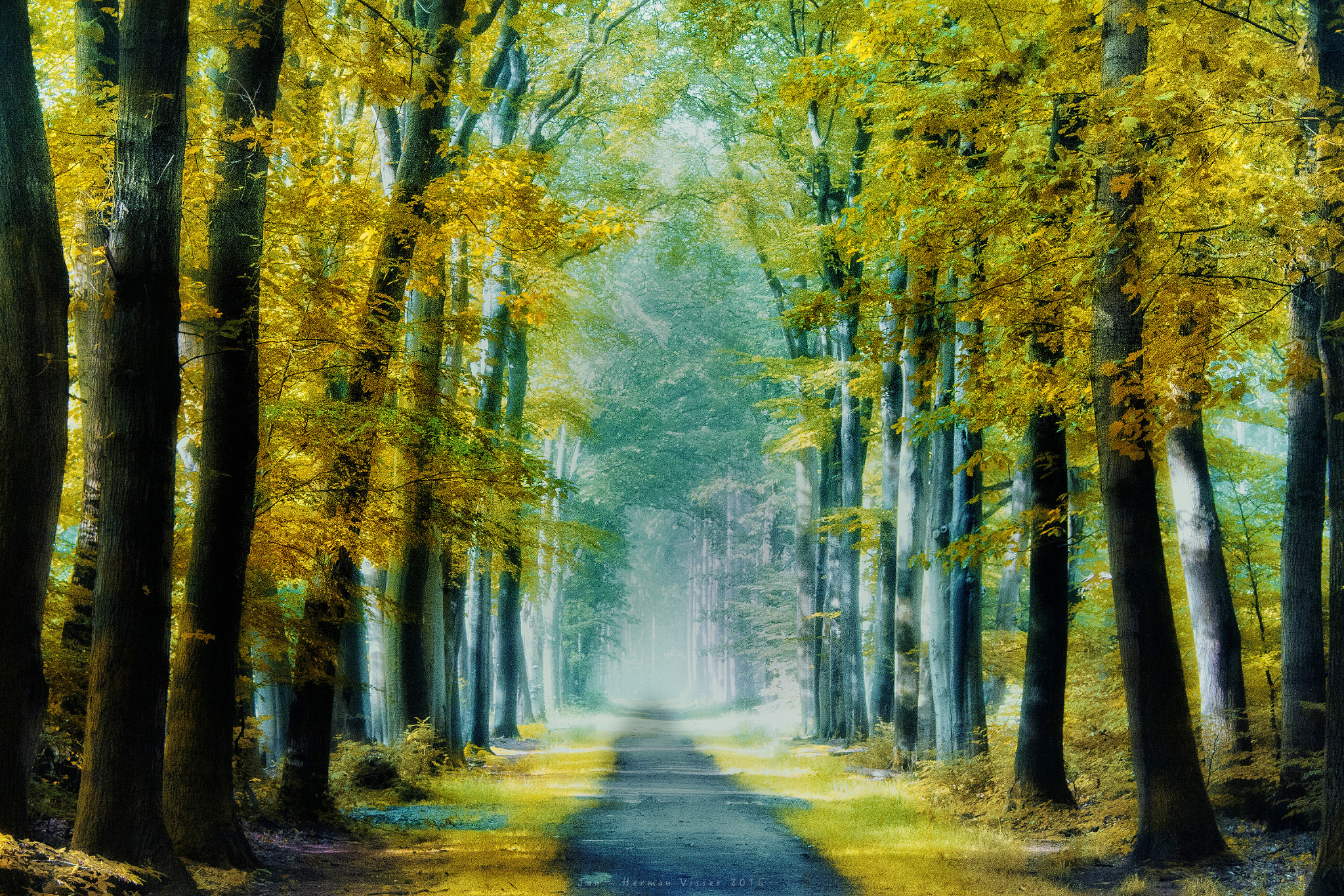 Canon EF 50-200mm f/3.5-4.5 sample photo. Yellow foliage carpet... photography