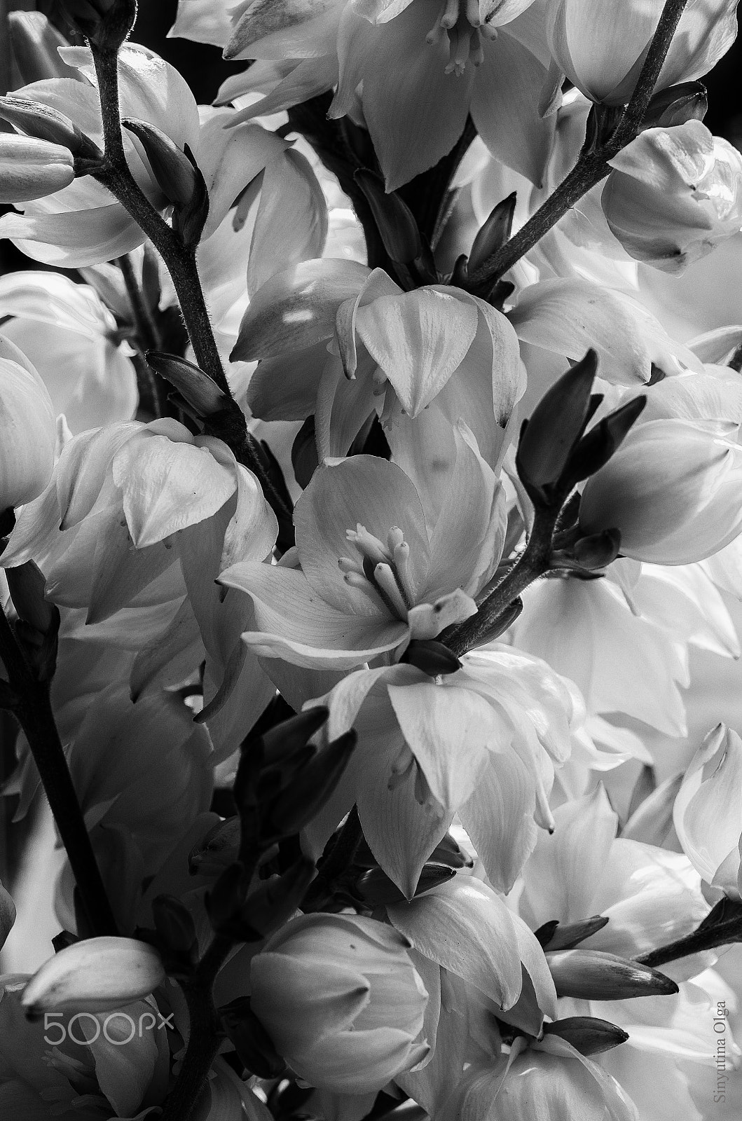 Pentax K-5 IIs + A Series Lens sample photo. Flowers photography