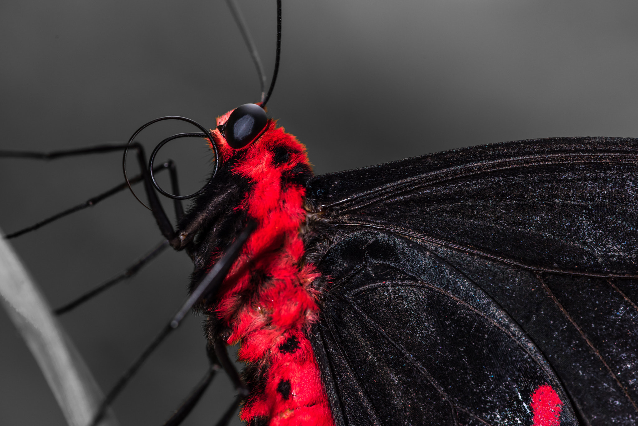 Tokina AT-X Pro 100mm F2.8 Macro sample photo. Black and red velvet photography