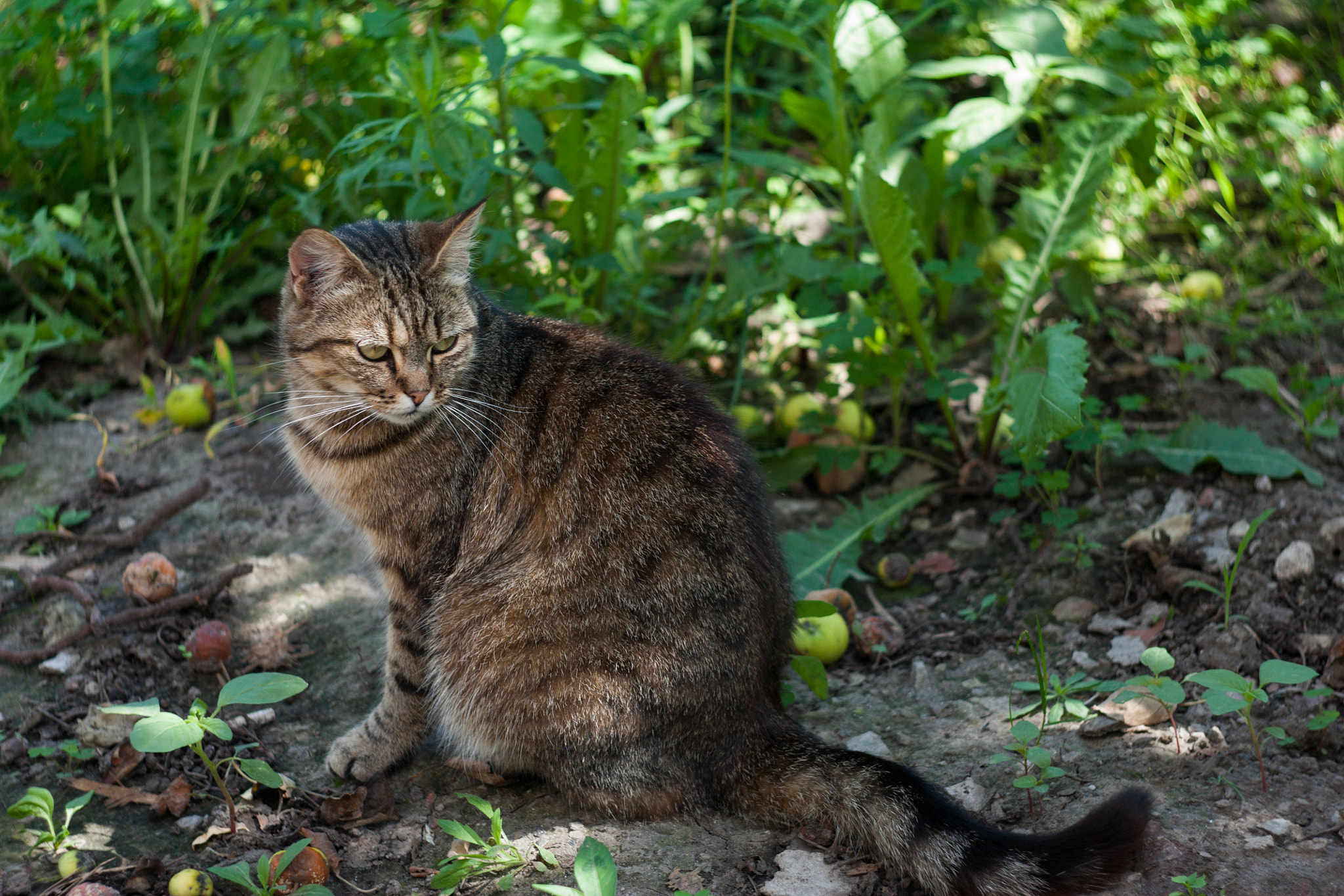 Canon EF 35-80mm f/4-5.6 sample photo. Кошка photography
