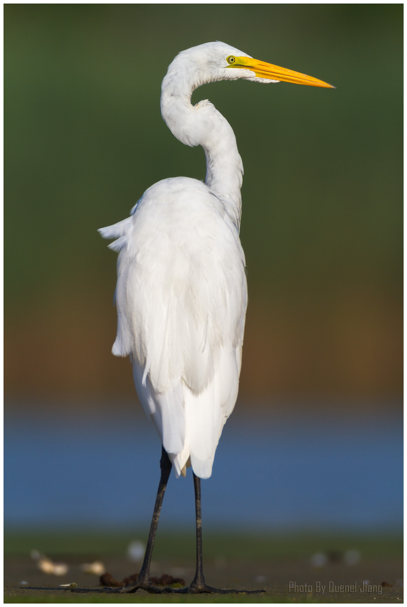 Canon EOS 7D + Canon EF 600mm F4L IS USM sample photo. Great egret photography