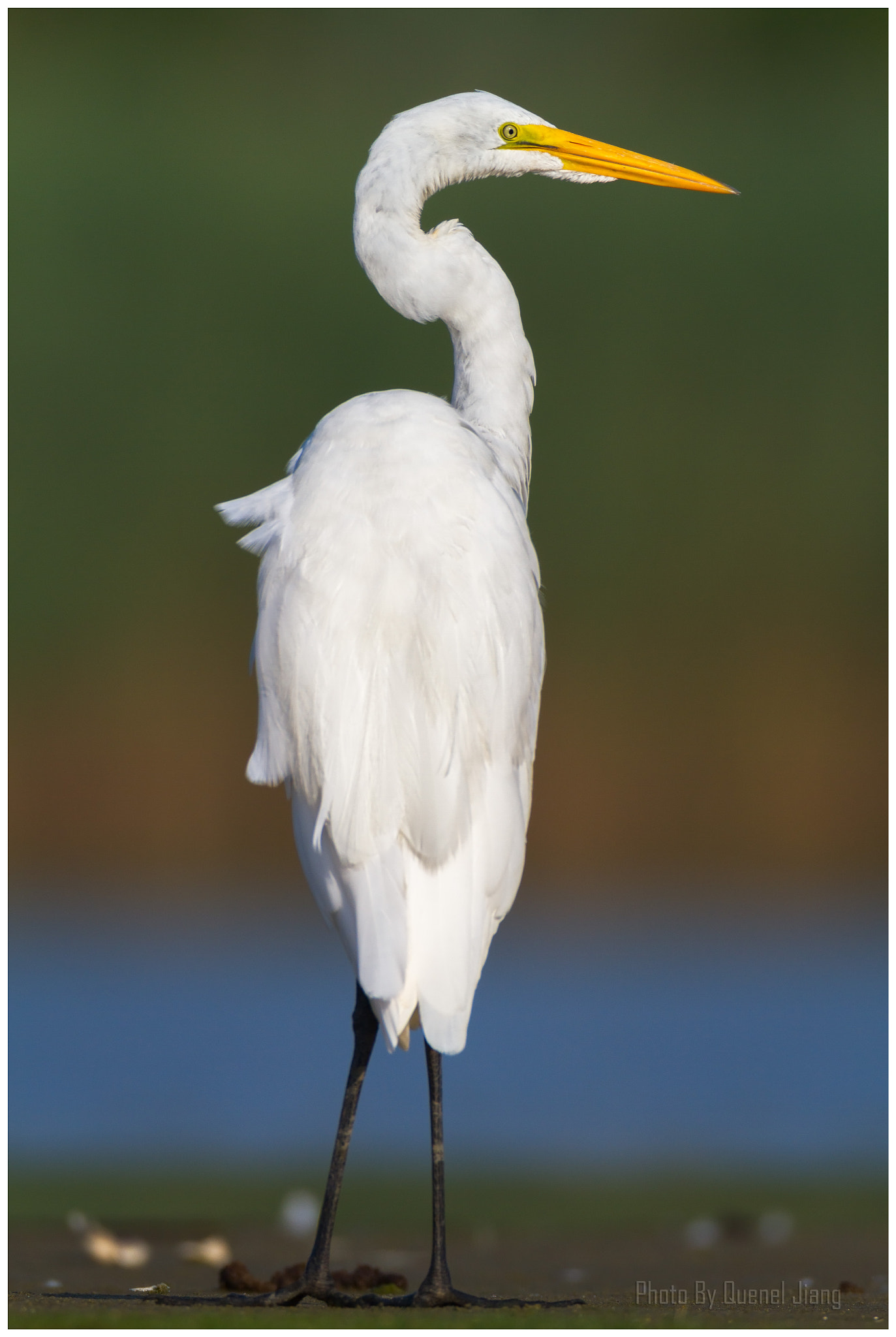Canon EF 600mm F4L IS USM sample photo. Great egret photography