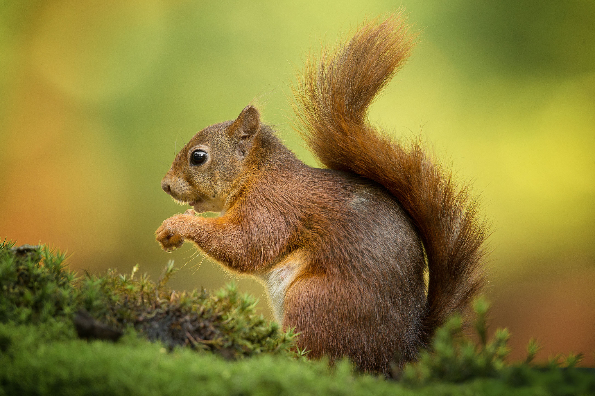 Canon EOS-1D X + Canon EF 600mm f/4L IS sample photo. Squirrel photography