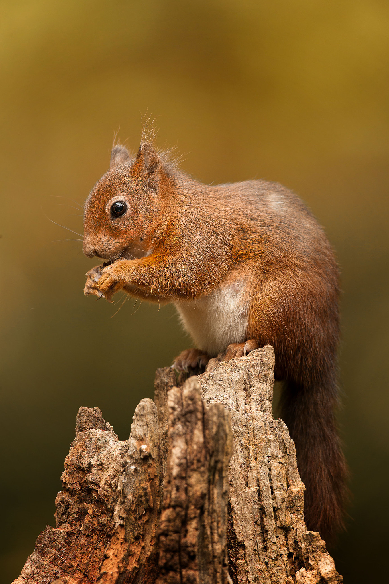 Canon EOS-1D X + Canon EF 600mm f/4L IS sample photo. Squirrel photography