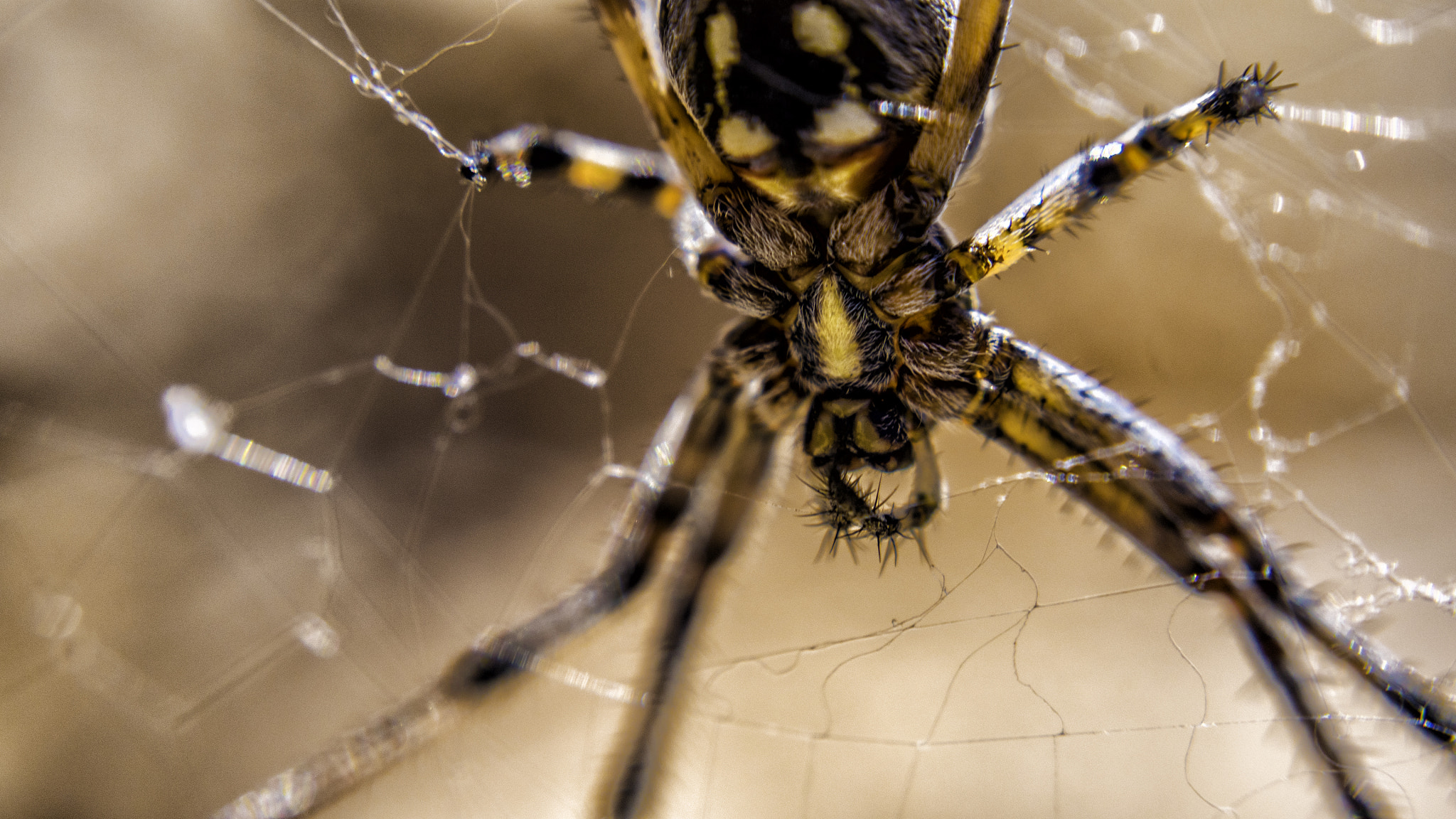 Panasonic Lumix DMC-GH4 sample photo. The yellow spider! photography