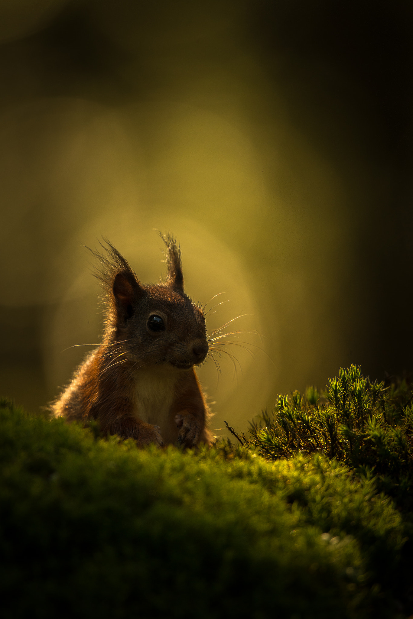 Canon EOS-1D X + Canon EF 600mm f/4L IS sample photo. Squirrel photography