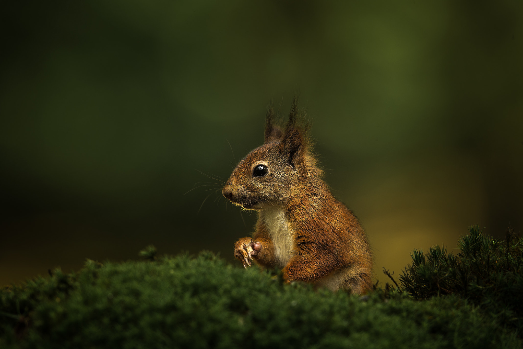 Canon EOS-1D X + Canon EF 600mm f/4L IS sample photo. Squirrel photography