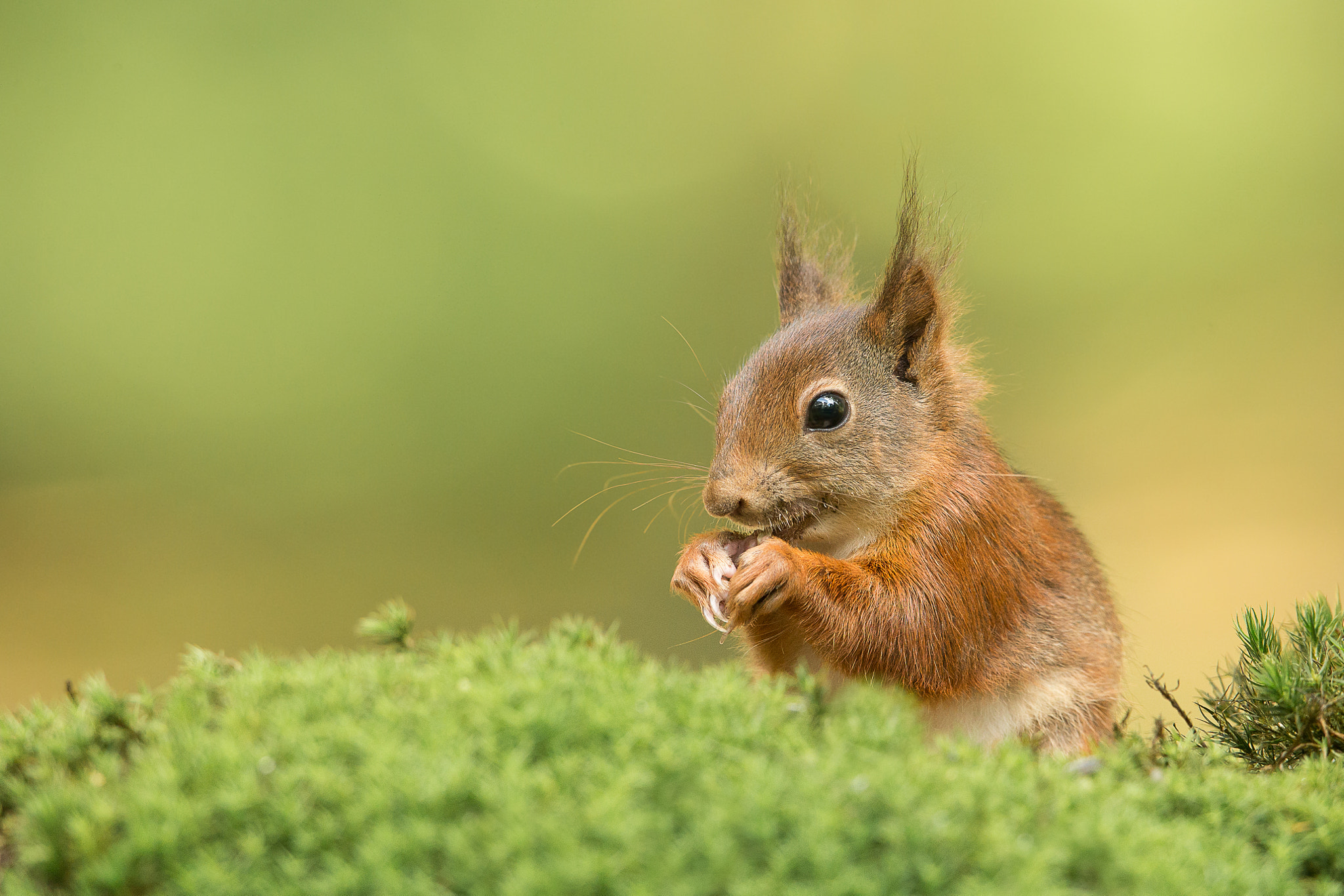 Canon EOS-1D X + Canon EF 600mm f/4L IS sample photo. Squirrel photography