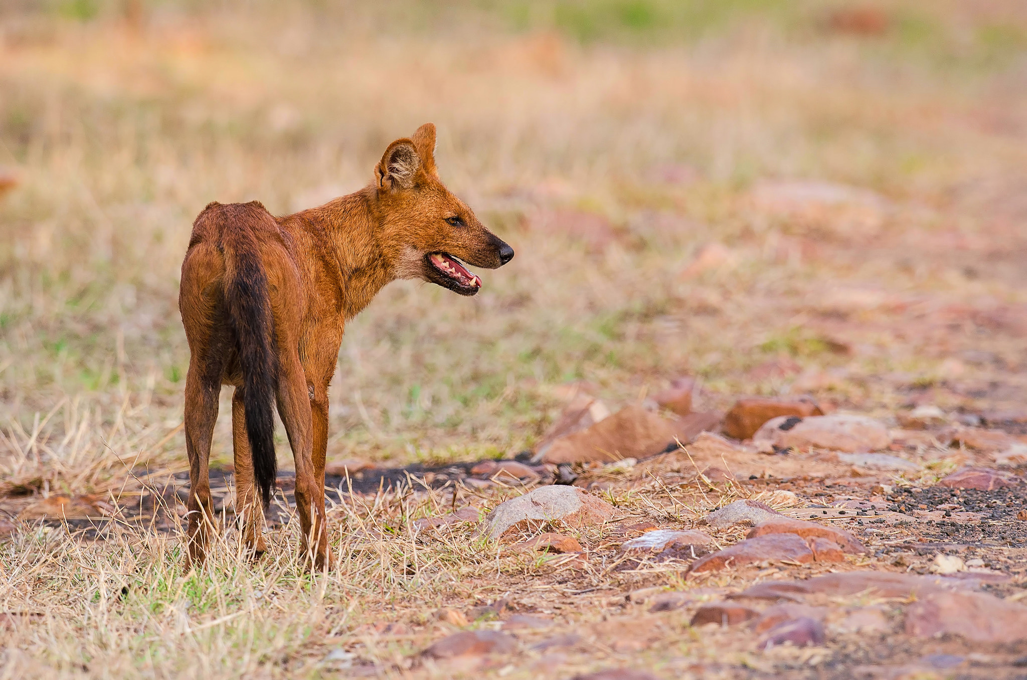 Nikon AF-S Nikkor 500mm F4G ED VR sample photo. Dhole photography