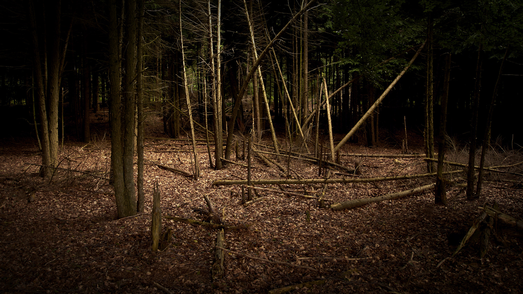 Sony ILCA-77M2 + 10-20mm F3.5 sample photo. Dark forrest photography