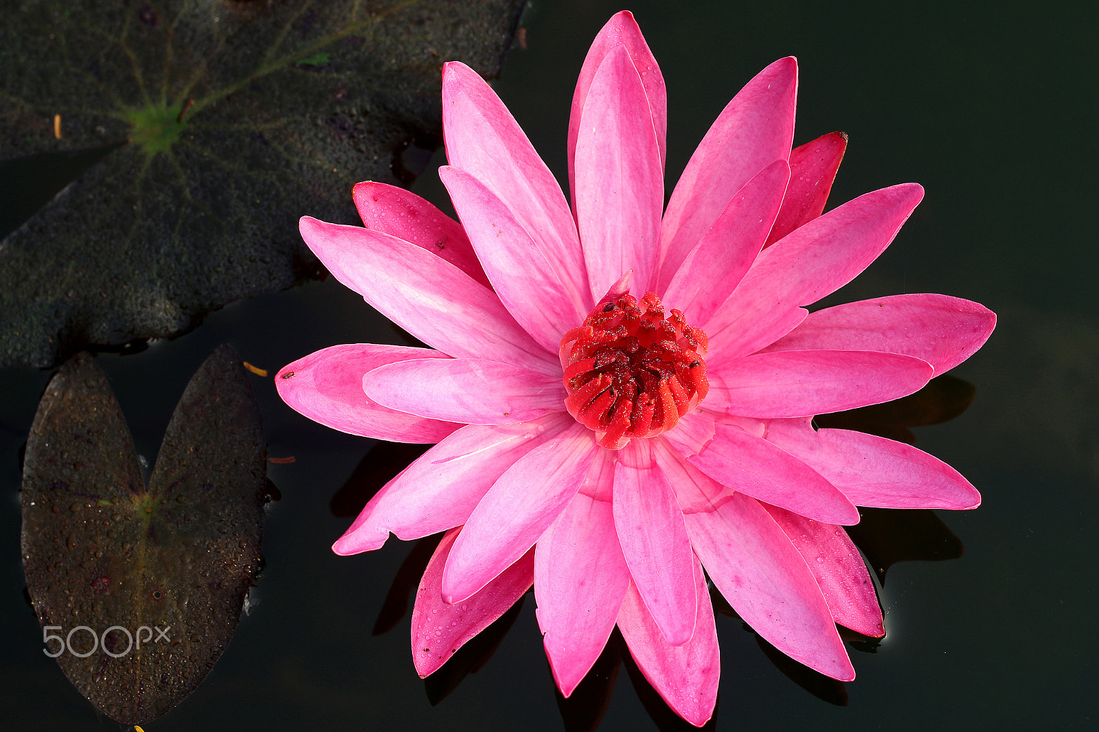 Canon EOS 7D Mark II + Canon EF 50mm F1.8 II sample photo. Water lily photography