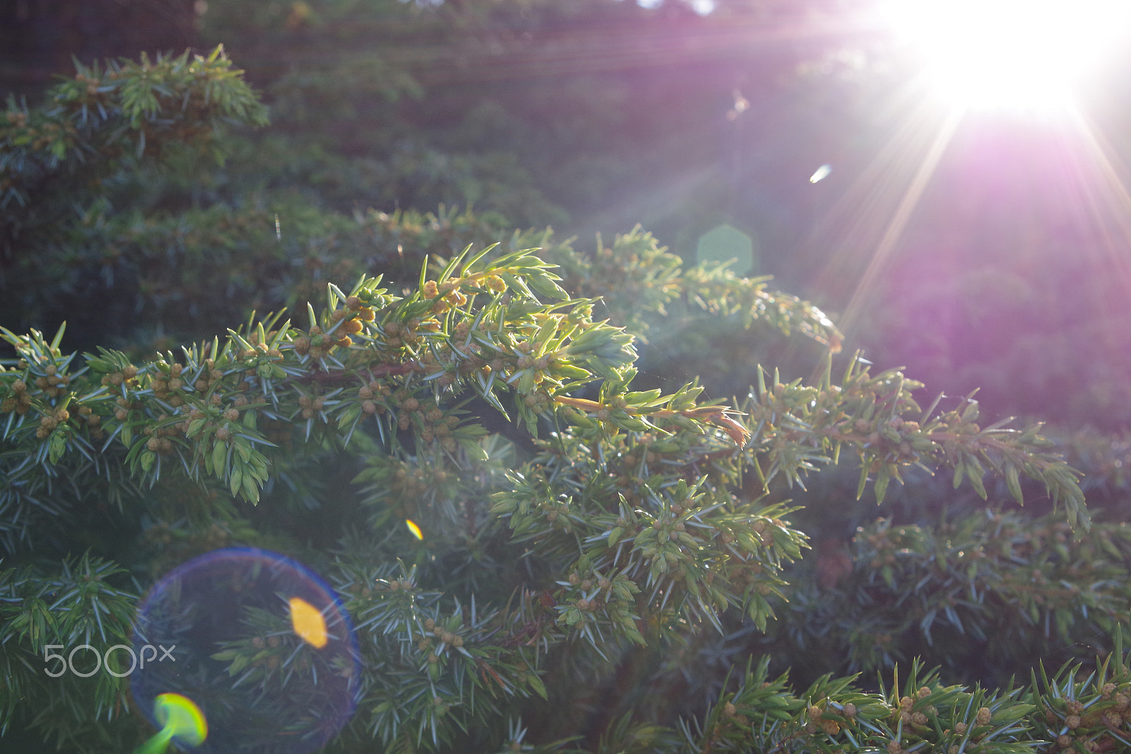 Pentax K-S2 sample photo. Pine trees in the sun photography