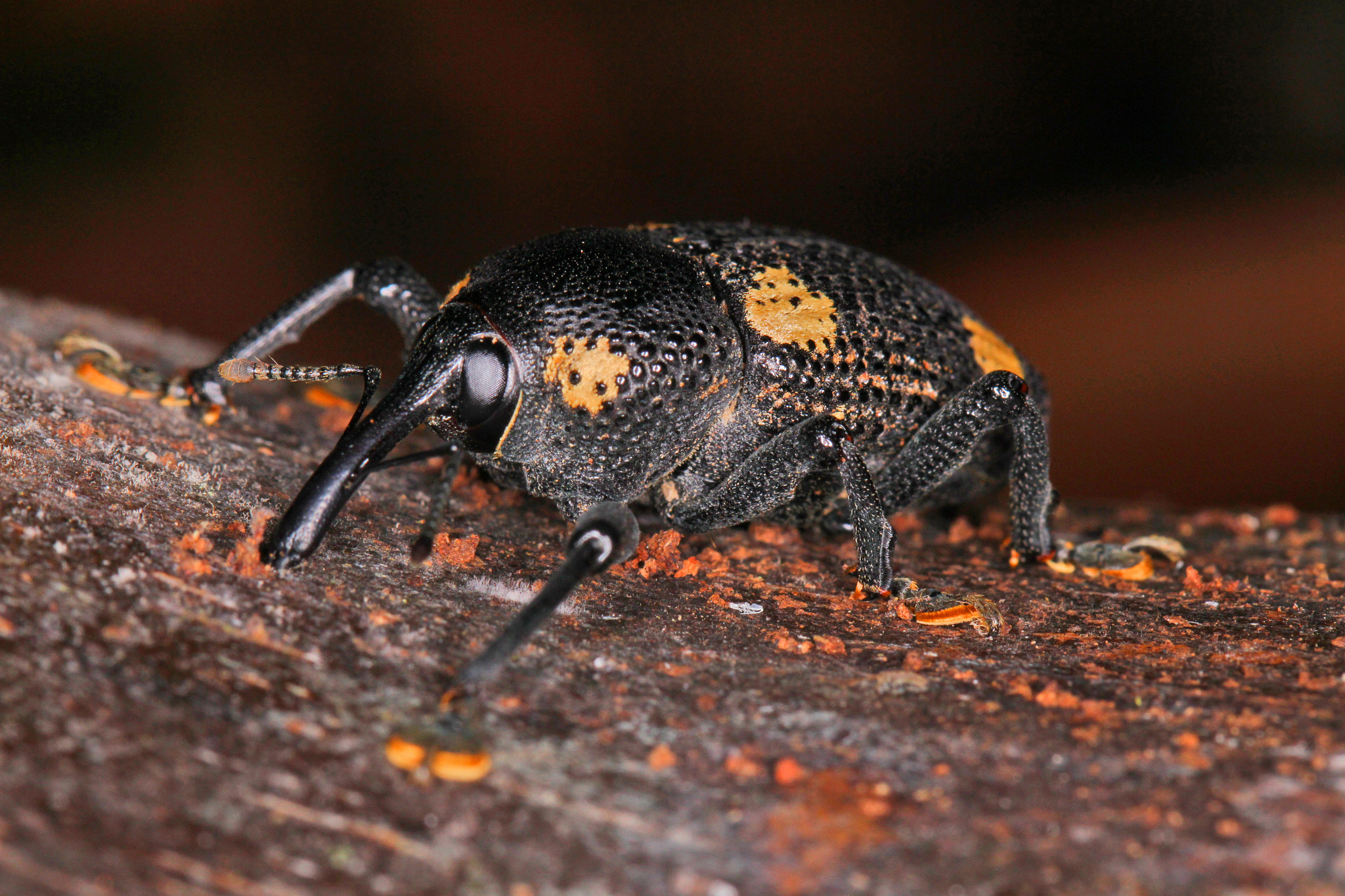 Canon EF 100mm F2.8L Macro IS USM sample photo. Tromba photography