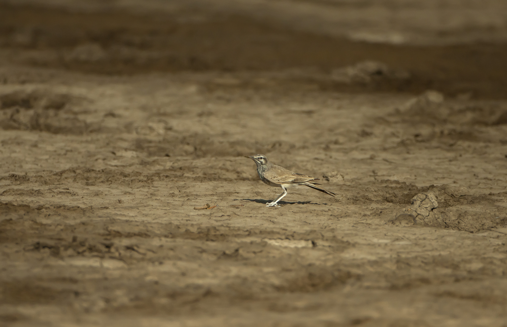 Canon EOS 50D + Canon EF 500mm F4L IS USM sample photo. Greater hoopoe lark photography