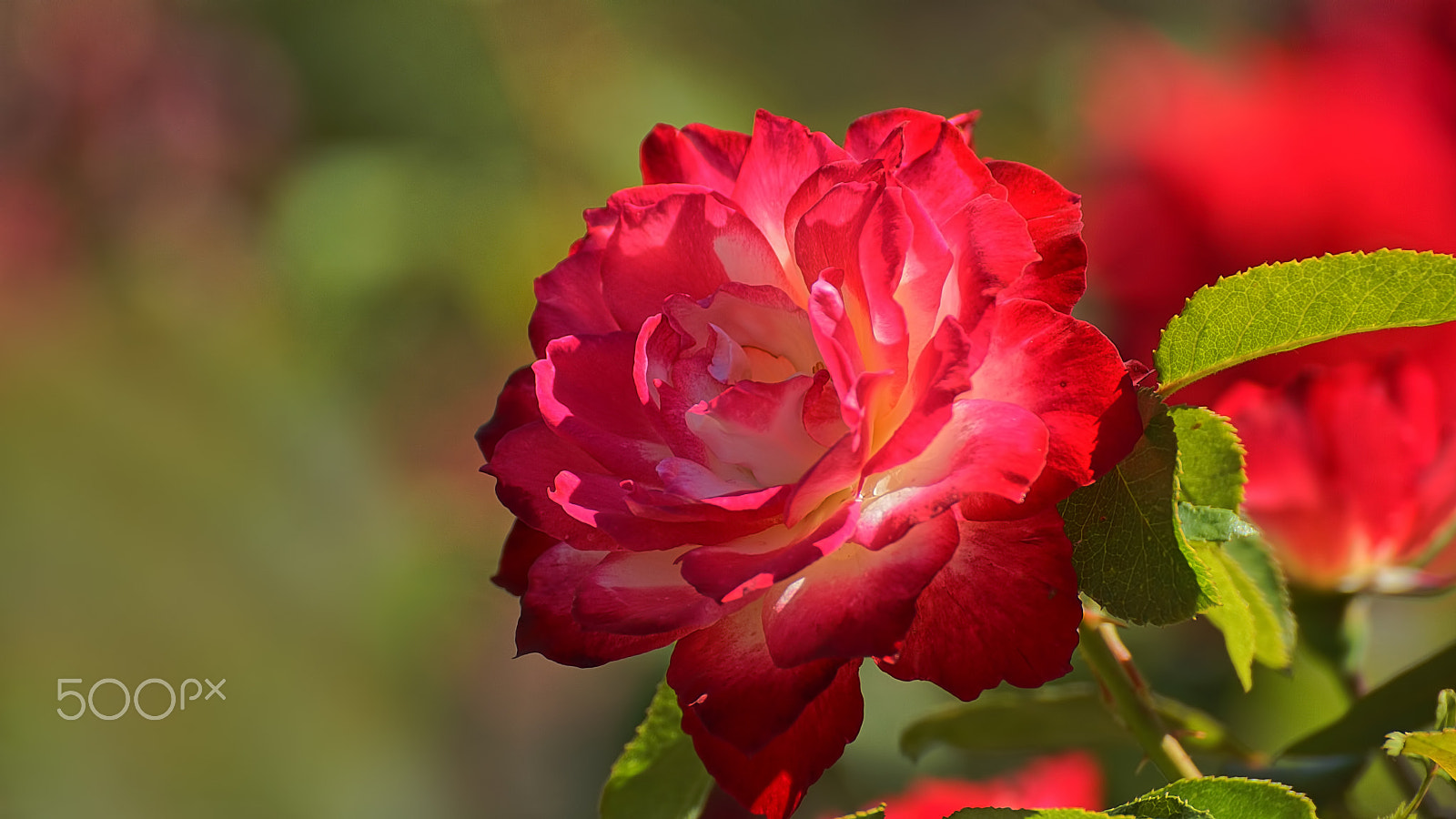 Tamron SP 70-300mm F4-5.6 Di USD sample photo. .....time for roses..... photography
