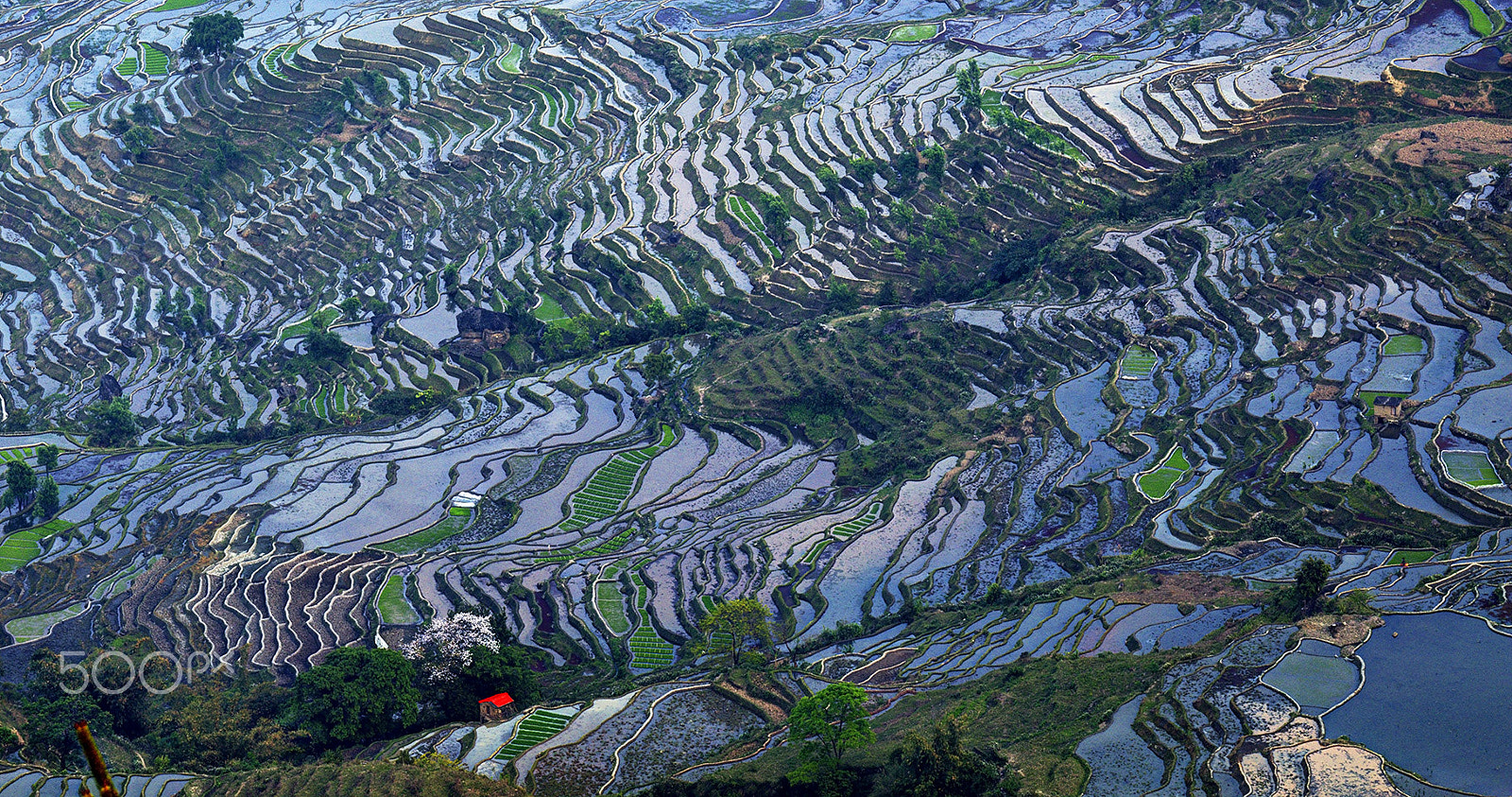 Canon EOS 5DS + Canon EF 70-200mm F4L IS USM sample photo. Dramatic terraced field photography