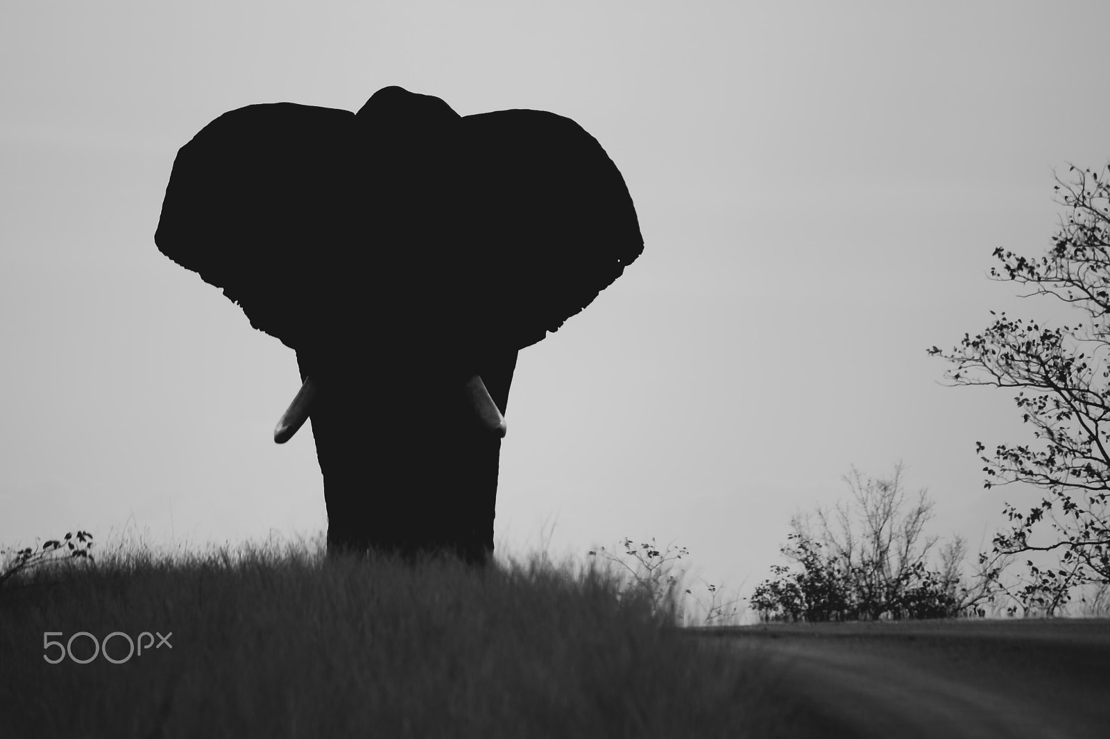 Canon EOS 1000D (EOS Digital Rebel XS / EOS Kiss F) sample photo. 8th september ‘12, kruger national park photography