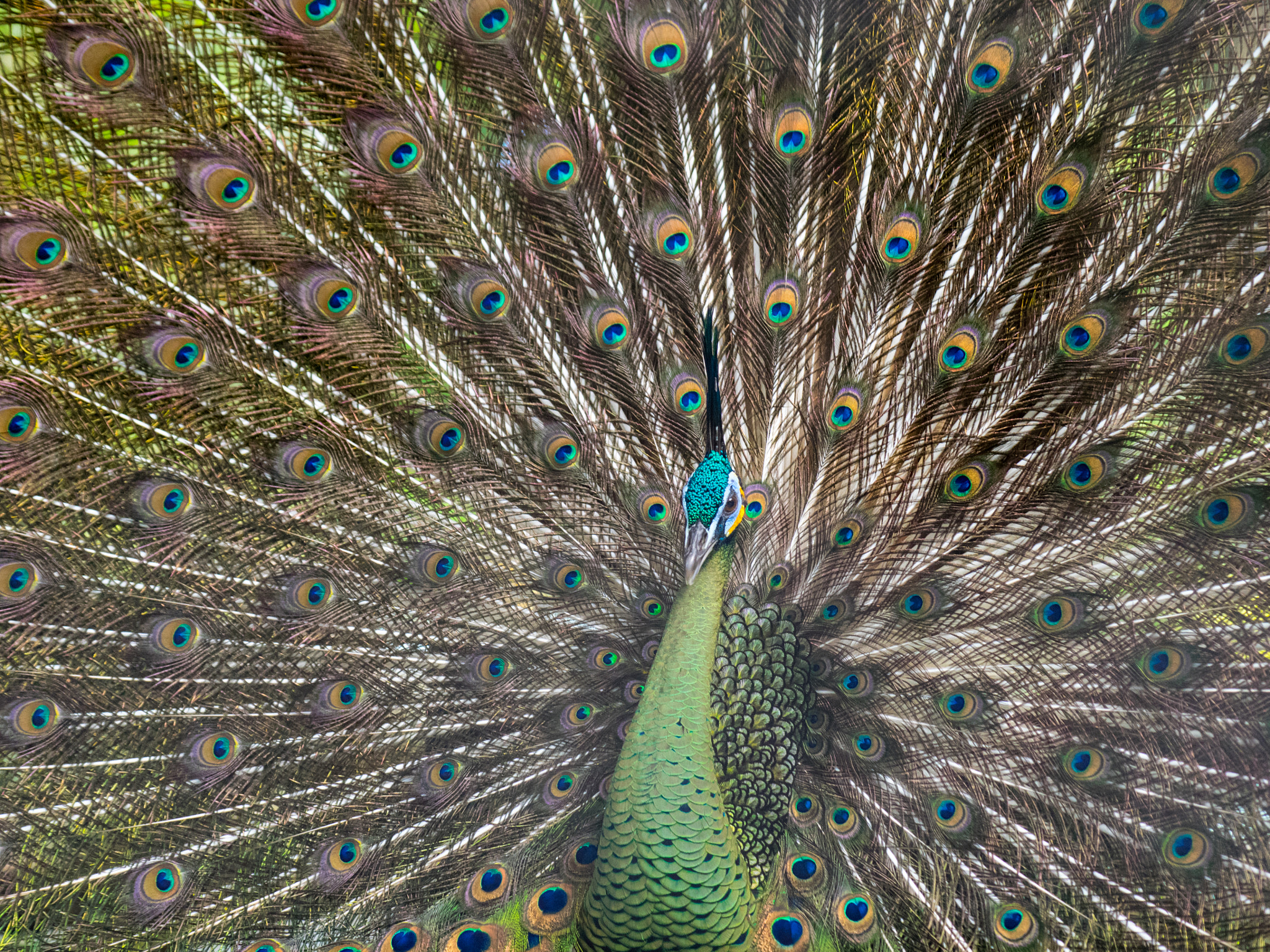 Panasonic Lumix G X Vario 35-100mm F2.8 OIS sample photo. Peacock photography