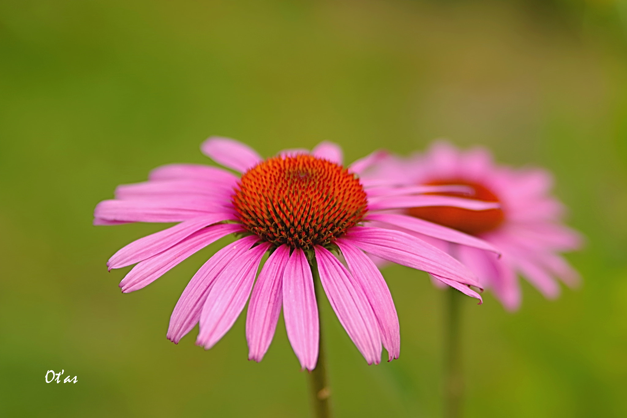 Tamron AF 28-75mm F2.8 XR Di LD Aspherical (IF) sample photo. Flowers photography