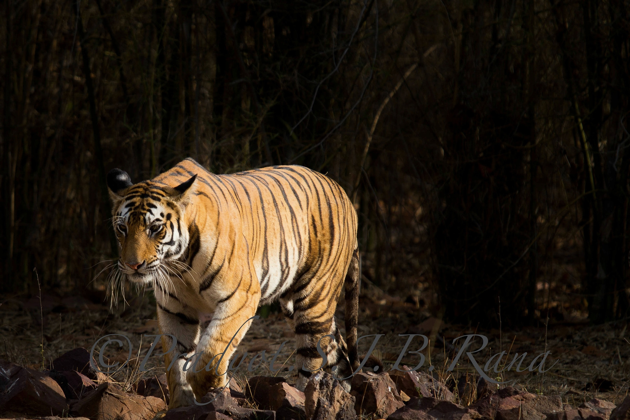 Canon EOS 6D + Canon EF 70-200mm F2.8L USM sample photo. Tiger tiger burning bright. photography