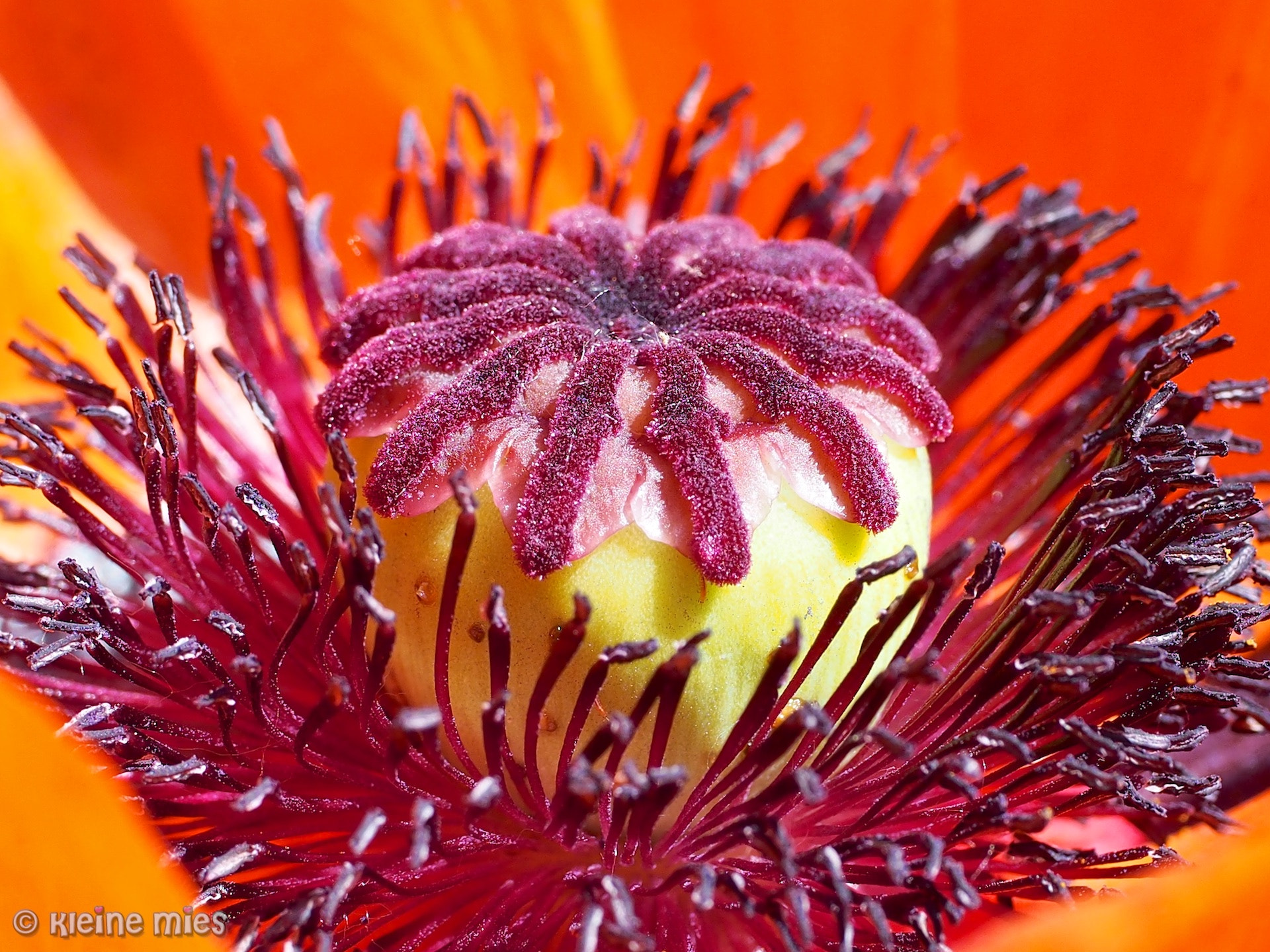 Panasonic Leica DG Macro-Elmarit 45mm F2.8 ASPH OIS sample photo. Sweet dreams photography