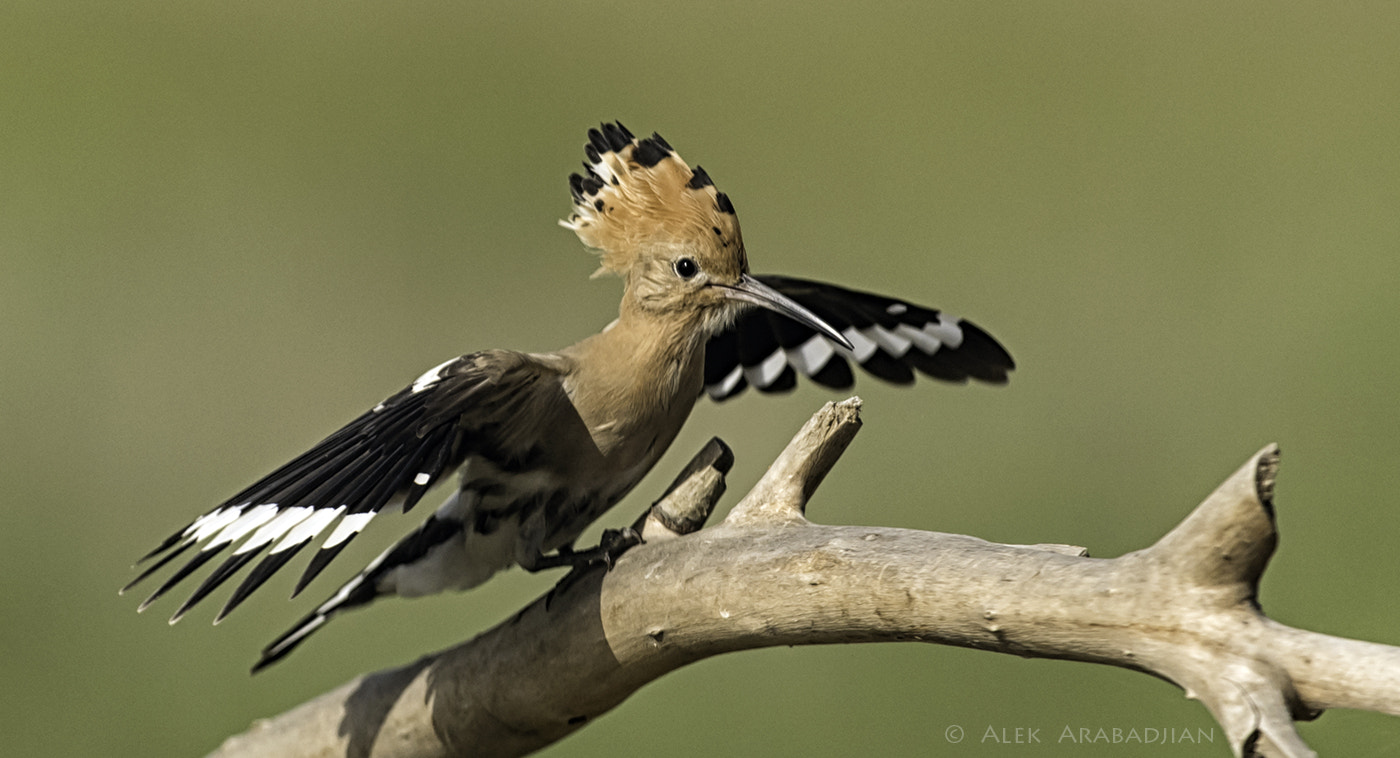 Nikon D5 + Nikon AF-S Nikkor 400mm F2.8E FL ED VR sample photo. Punk photography