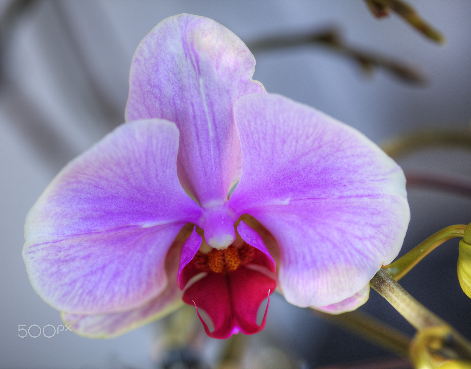 Canon EOS 5DS + Canon EF 100mm F2.8L Macro IS USM sample photo. Blooming orchard flower photography