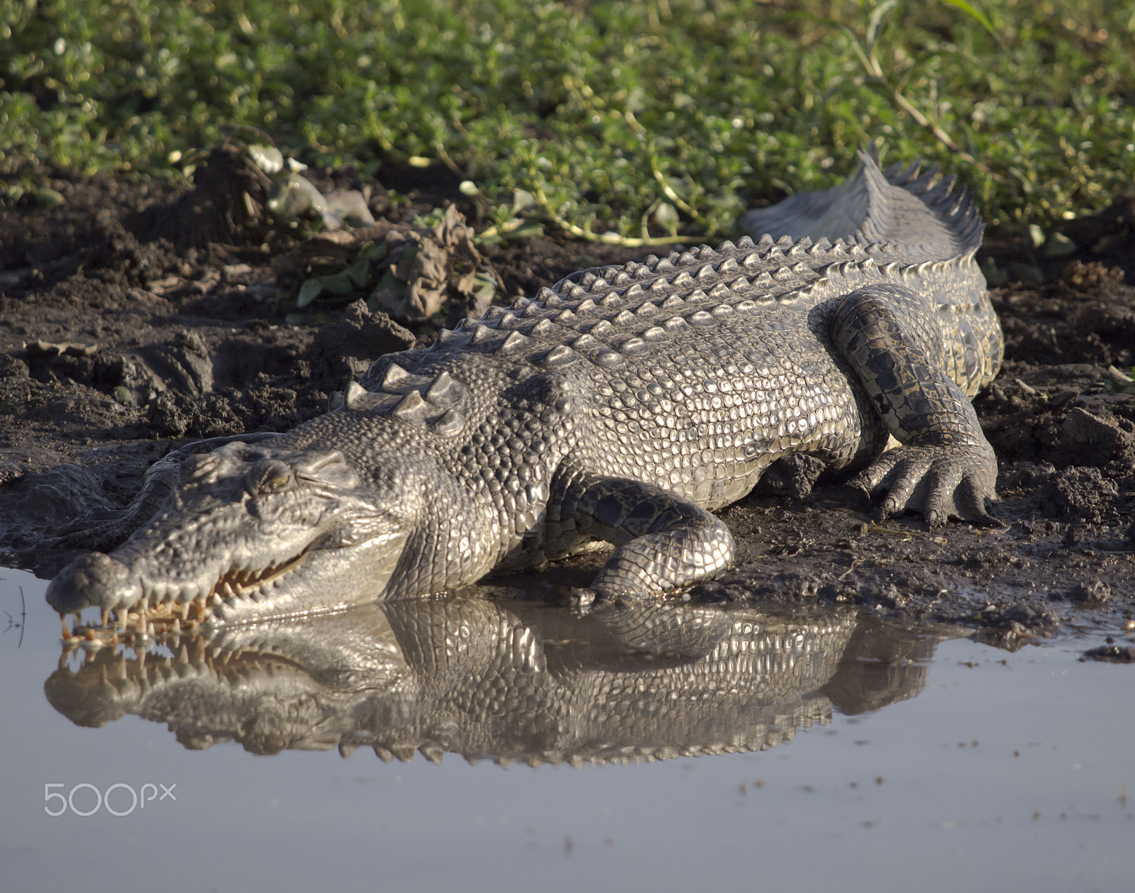 Olympus E-5 sample photo. Salt water crocodile photography
