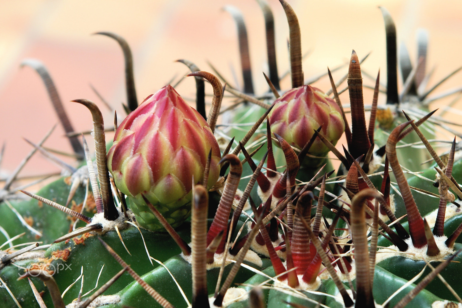 Pentax *ist D sample photo. Cactus coussin fleurs en boutons photography