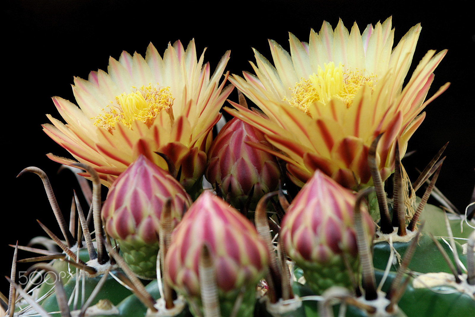 Pentax *ist D sample photo. Cactus coussin en fleurs & boutons photography