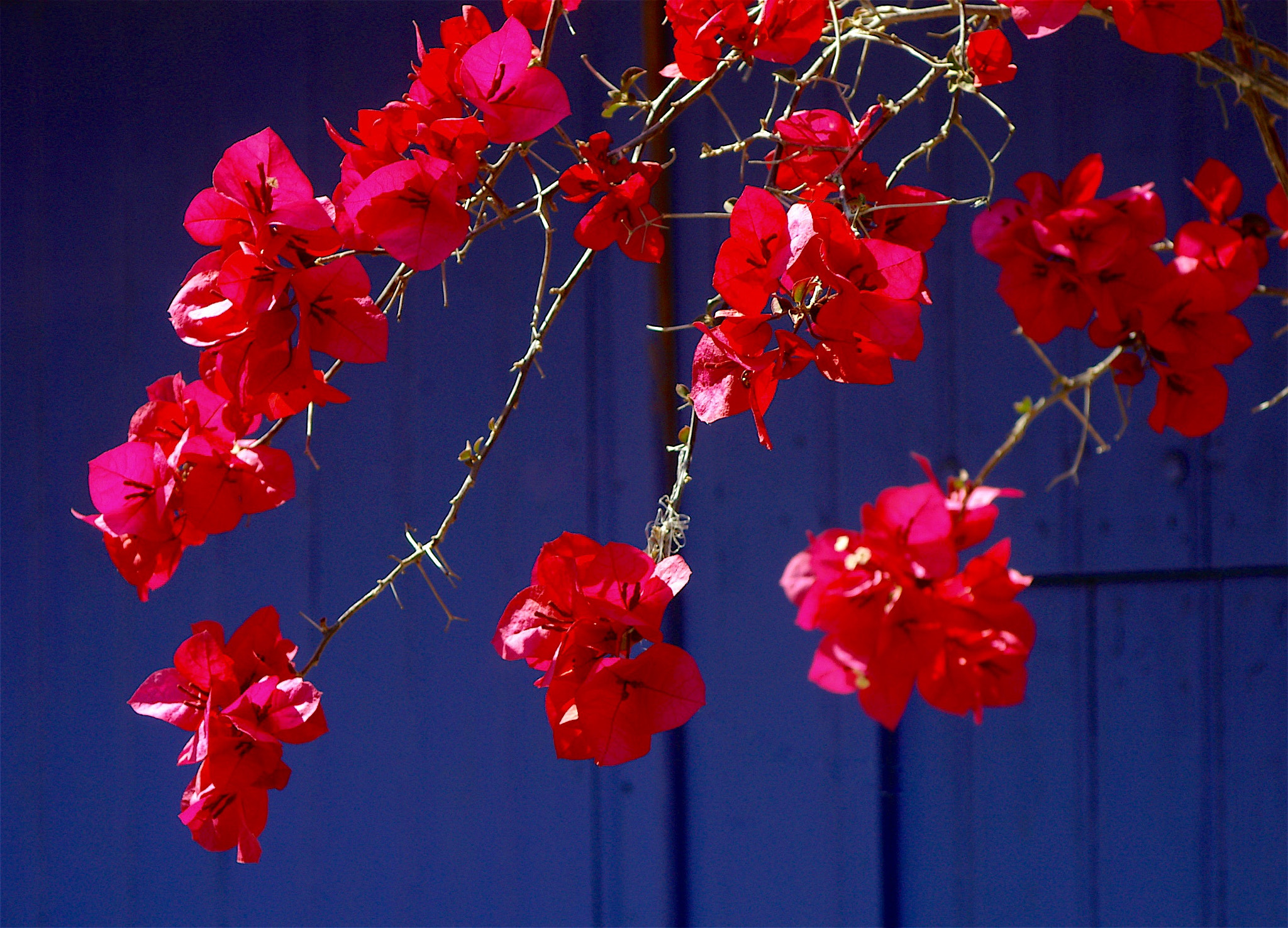 Pentax *ist D sample photo. Bougainvillier rouge sur porte bleue photography