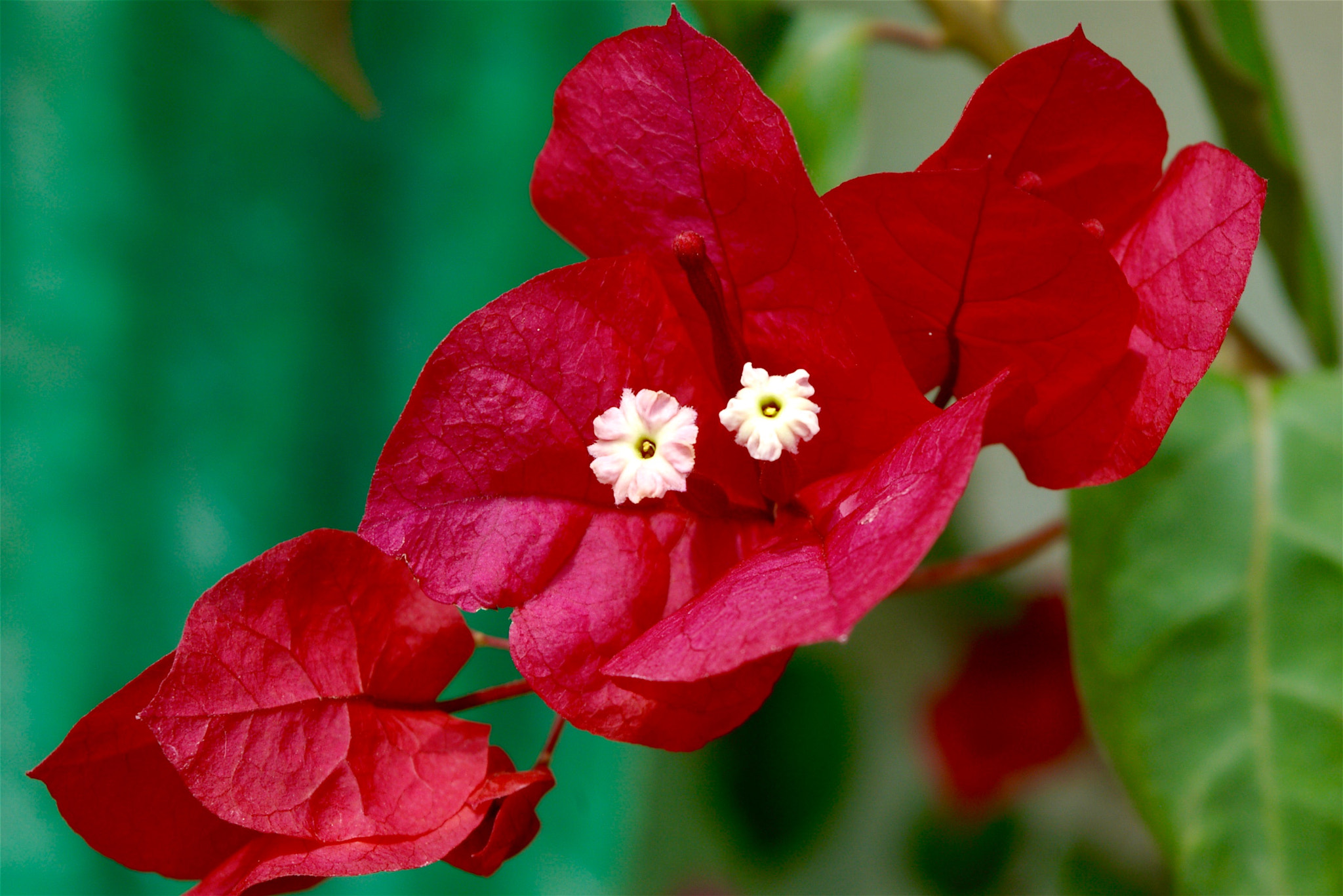 Pentax *ist D sample photo. Pistil de bougainvillier photography