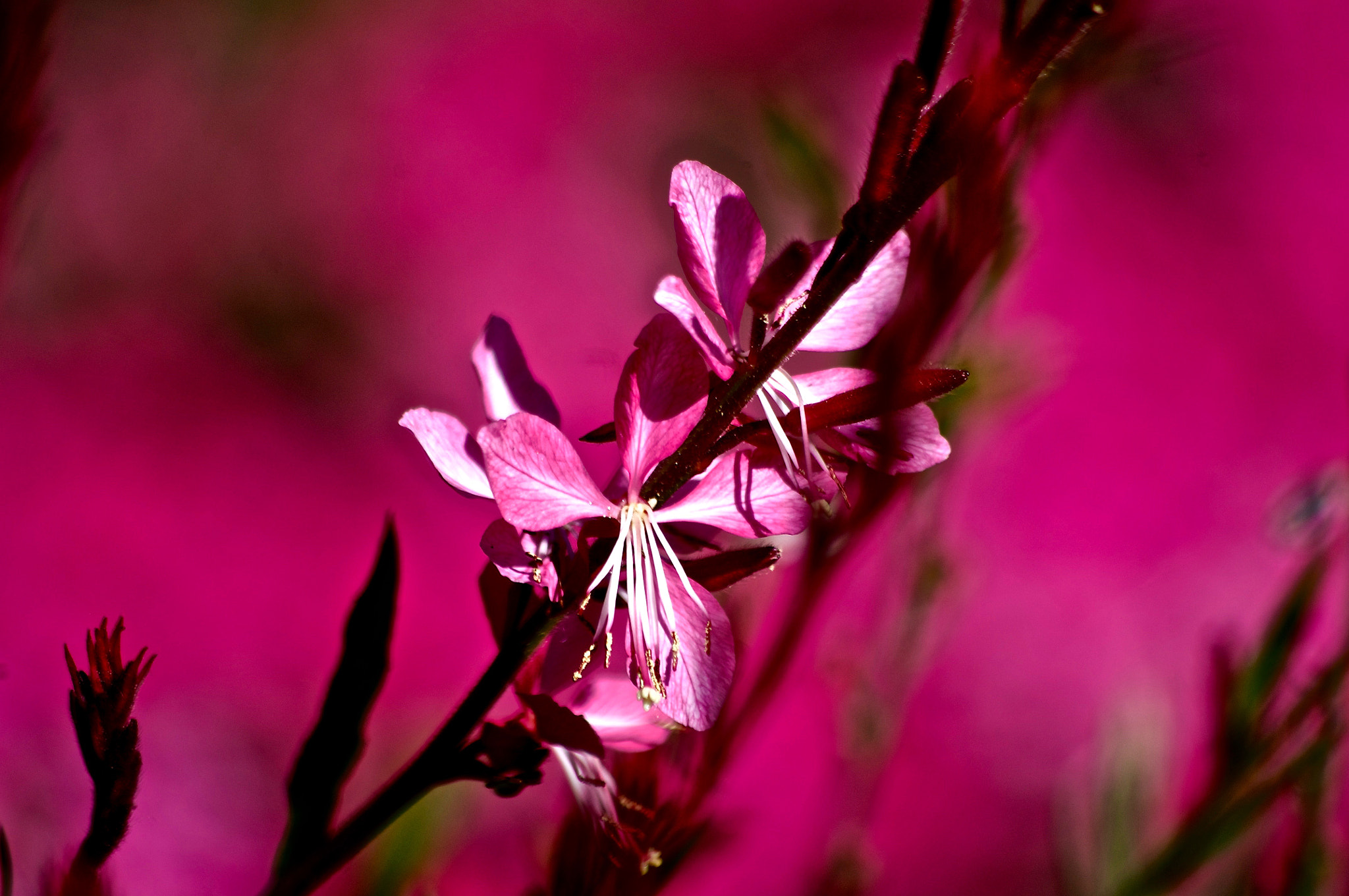 smc PENTAX-DA L 55-300mm F4-5.8 ED sample photo. Gaura rose sur rose photography