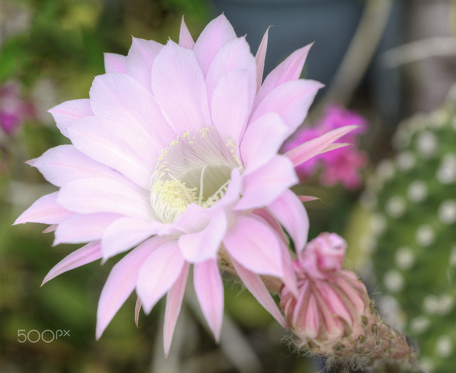 Canon EOS 5DS + Canon EF 100mm F2.8L Macro IS USM sample photo. Tonemapped photography