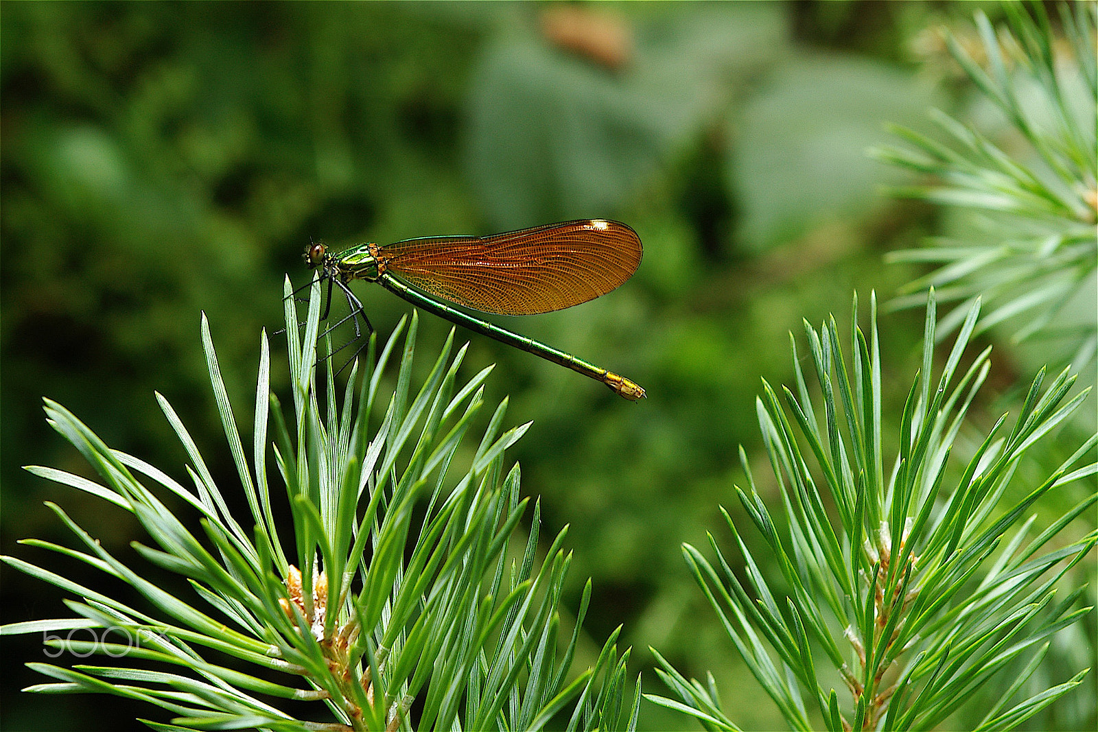 Pentax *ist D sample photo. Demoiselle verte à ailes brunes photography