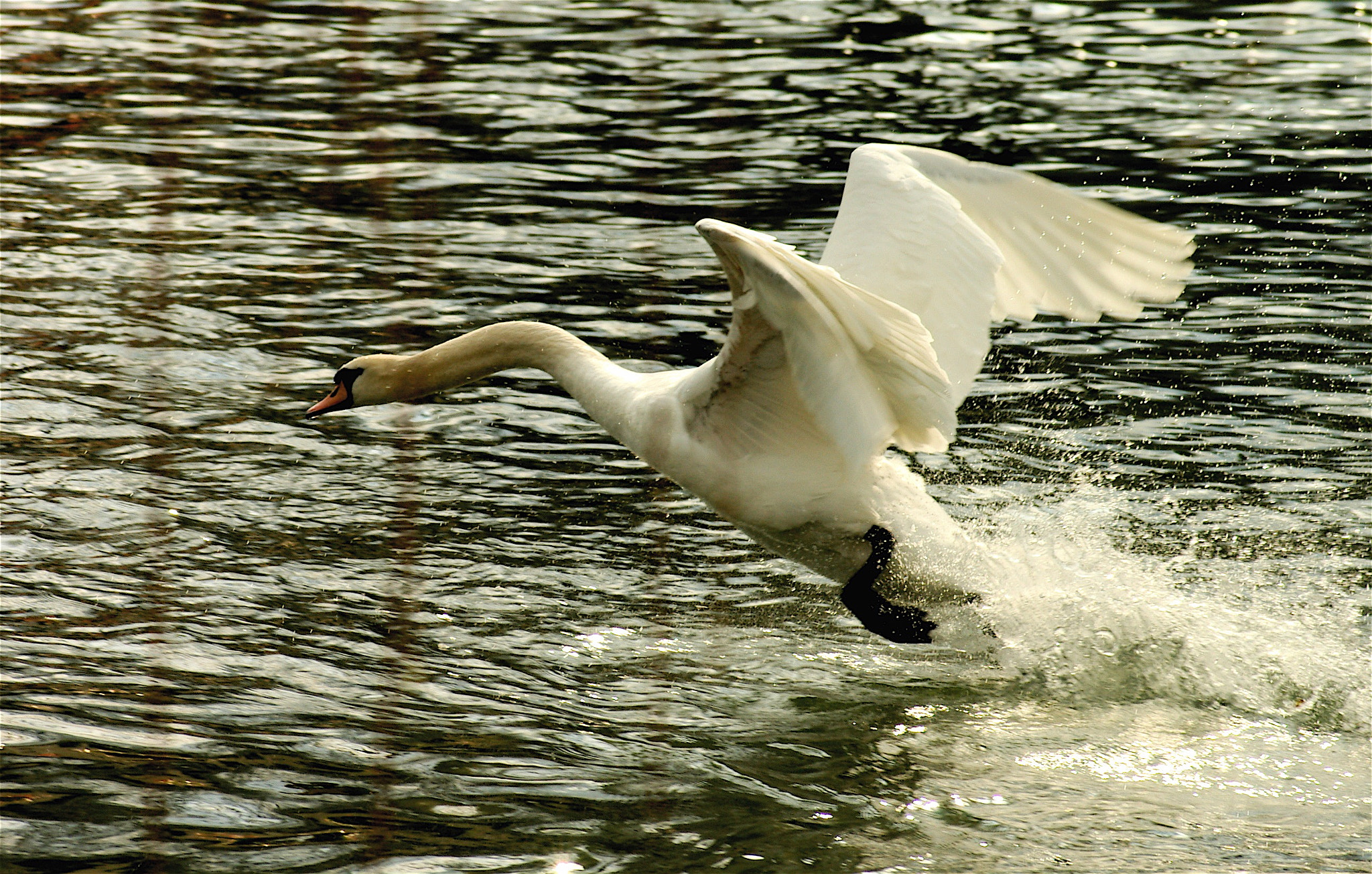 Pentax *ist D sample photo. Cygne au décollage photography