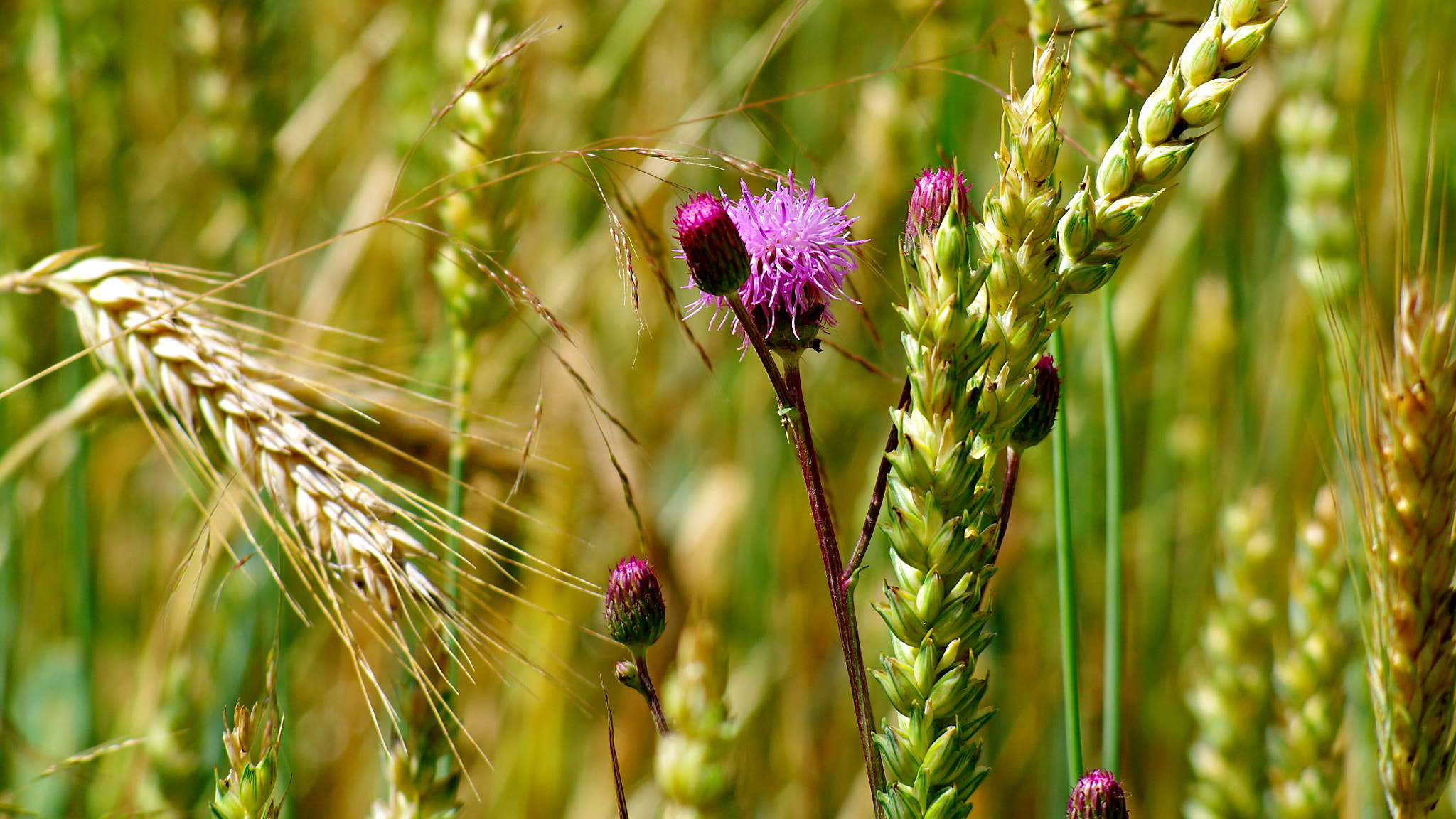 smc PENTAX-F 80-200mm F4.7-5.6 sample photo. Inside summer field photography
