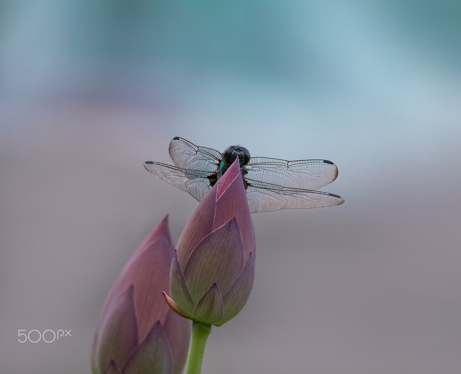 Olympus OM-D E-M5 sample photo. Dragonfly and lotus photography