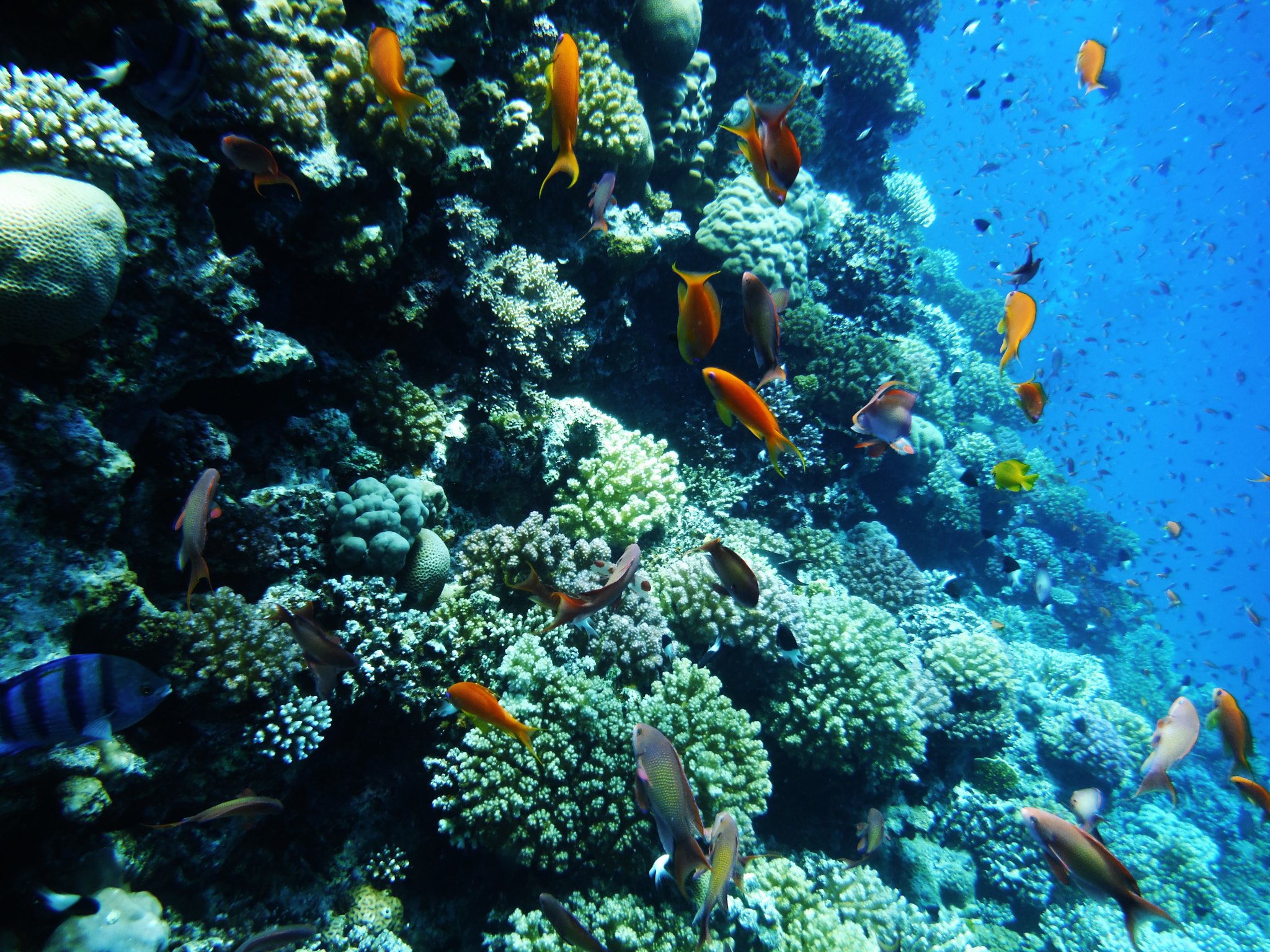 Fujifilm FinePix XP70 XP71 XP75 sample photo. Coral-1 photography
