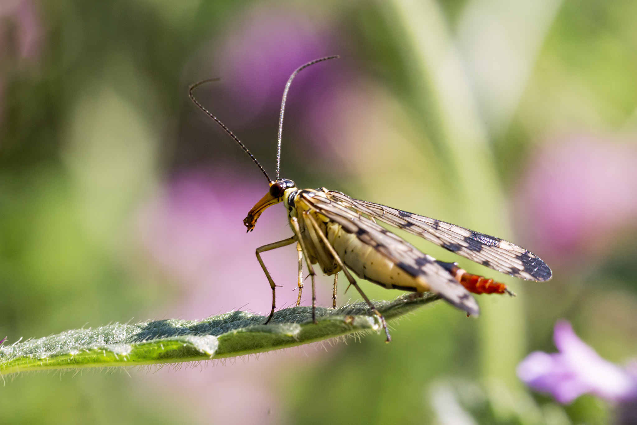 Canon EOS 700D (EOS Rebel T5i / EOS Kiss X7i) + Tamron SP AF 90mm F2.8 Di Macro sample photo. Panorpa communis photography