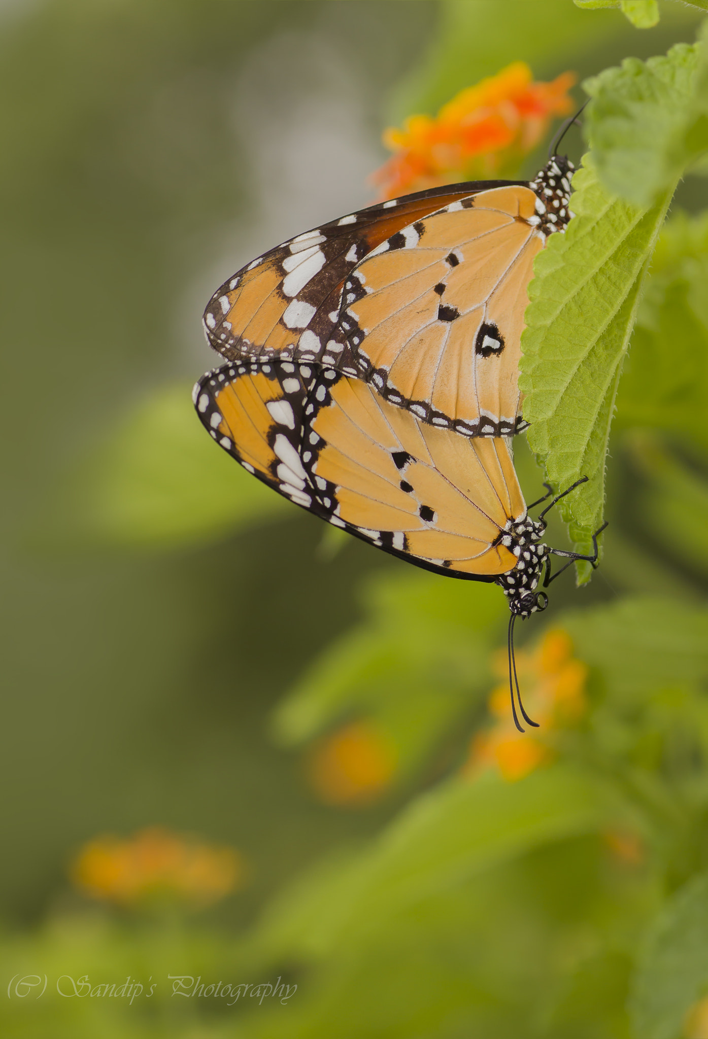 Canon EOS 600D (Rebel EOS T3i / EOS Kiss X5) + Tamron SP AF 90mm F2.8 Di Macro sample photo. Love.... photography