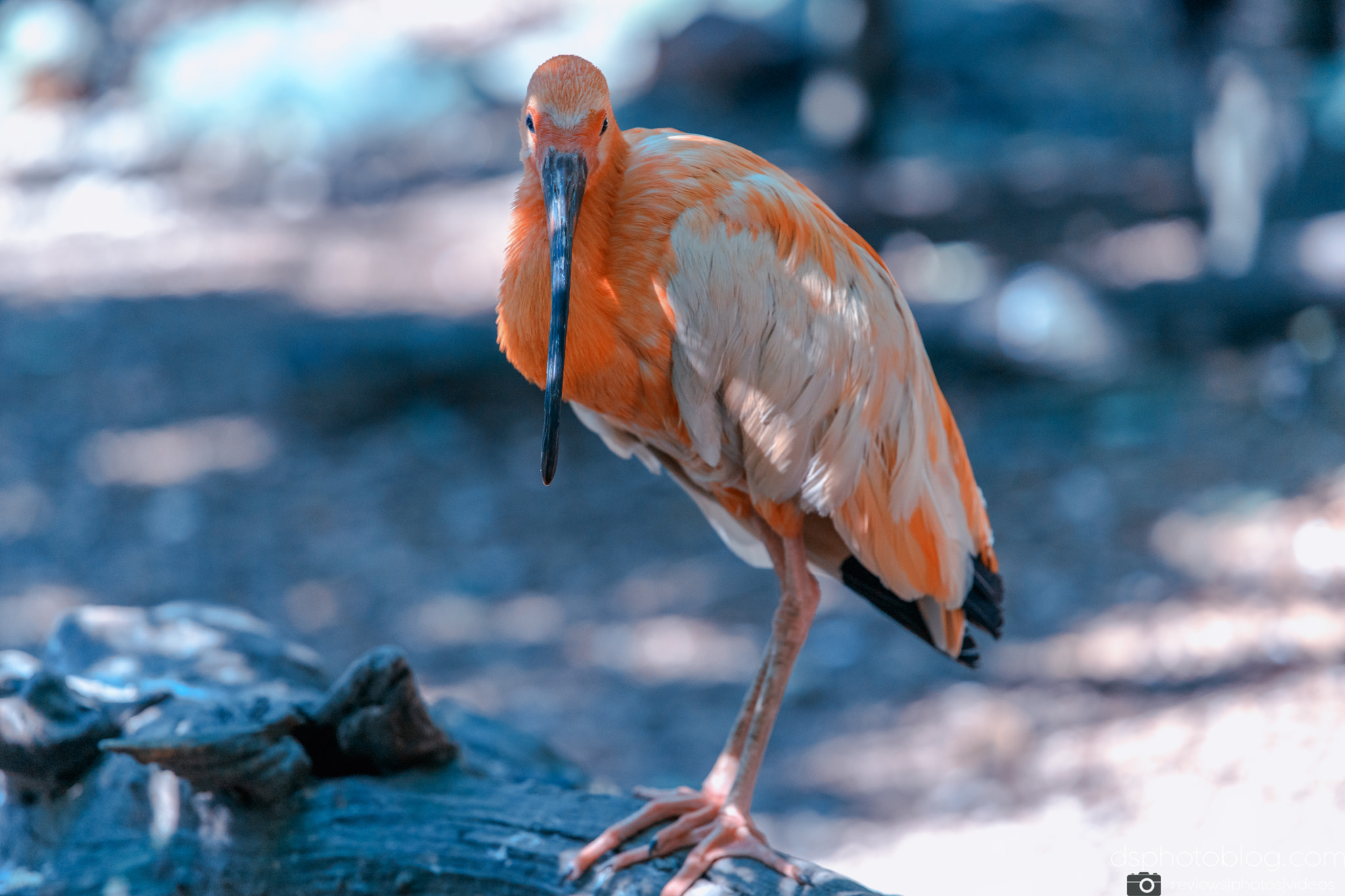 Sony a7 II + Canon EF 70-200mm F4L USM sample photo. Orange is beautiful photography