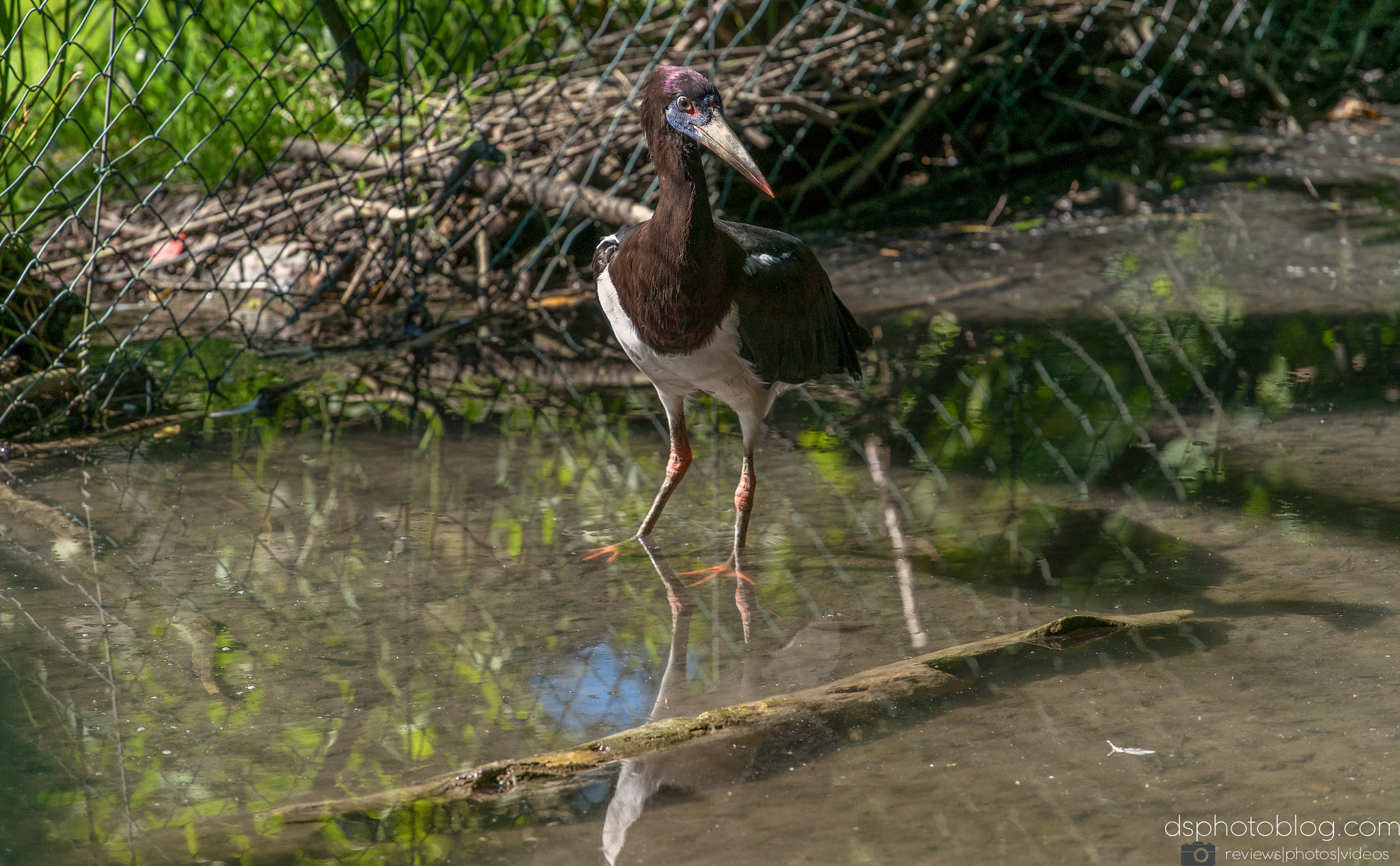 Sony a7 II + Canon EF 70-200mm F4L USM sample photo. Standing in the water photography