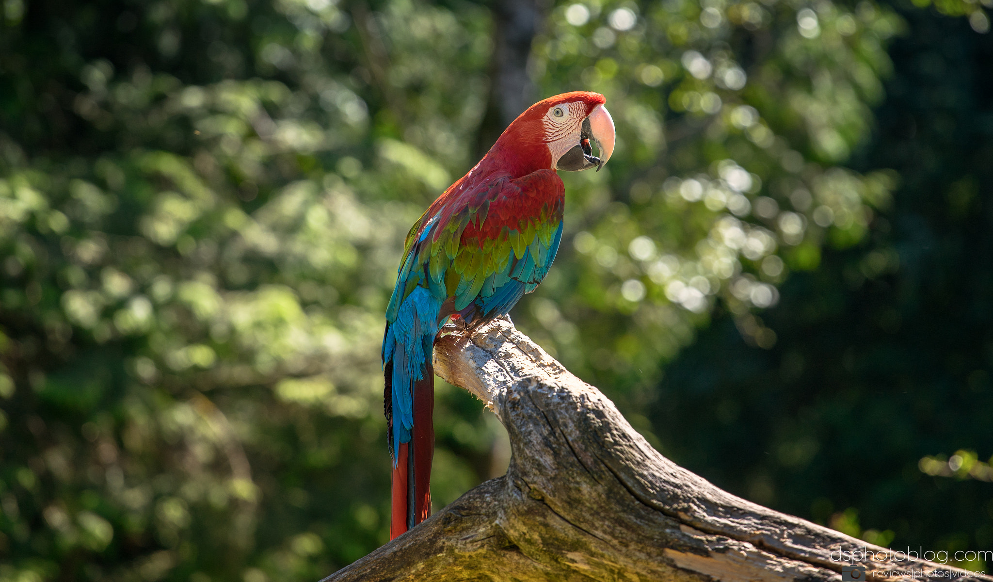 Sony a7 II + Canon EF 70-200mm F4L USM sample photo. Color your life! photography