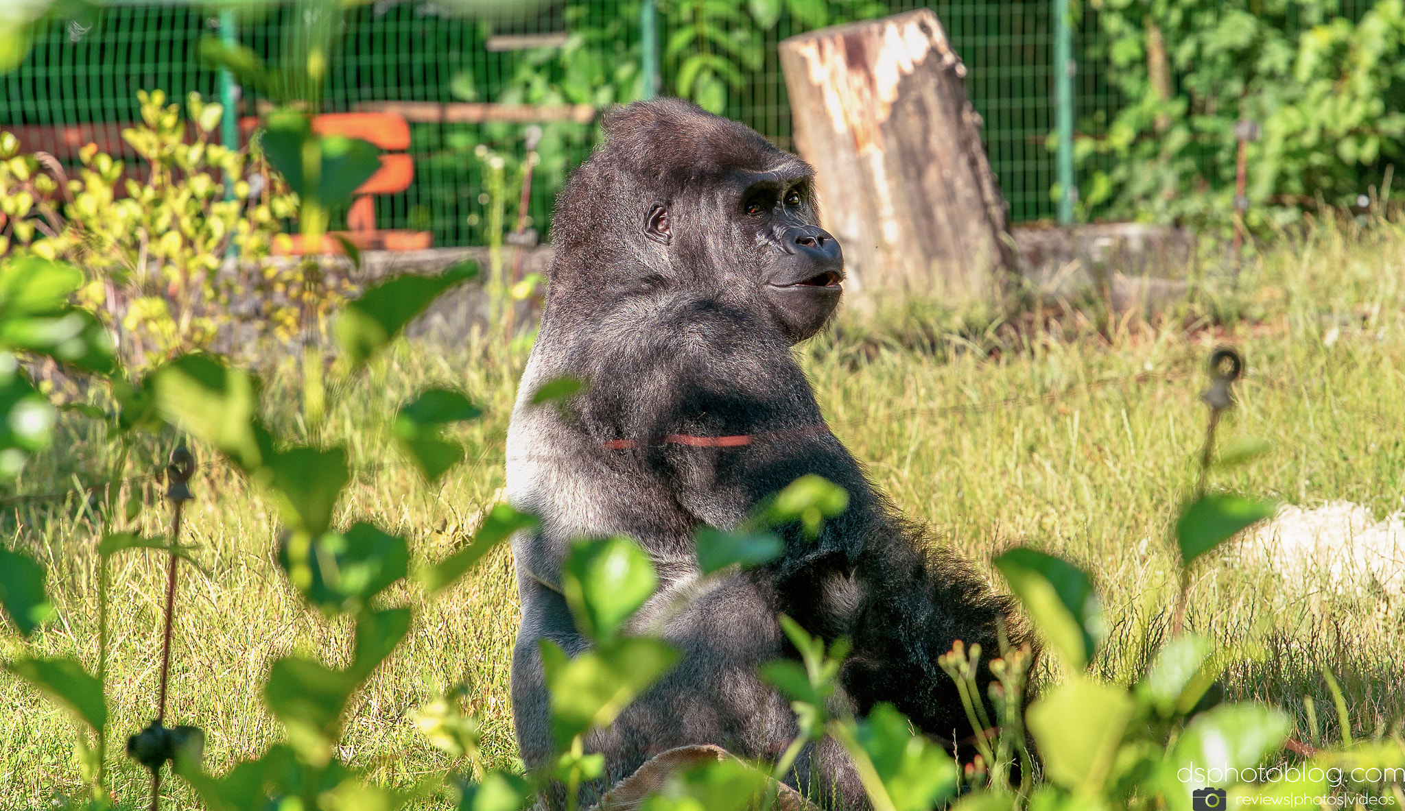 Sony a7 II + Canon EF 70-200mm F4L USM sample photo. Are you looking at me?!? photography